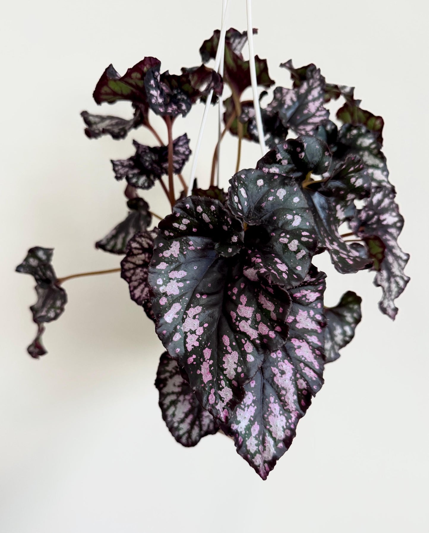 Begonia Cumbia Rex Begonia | 6 inch Hanging Basket | optional decorative hanger