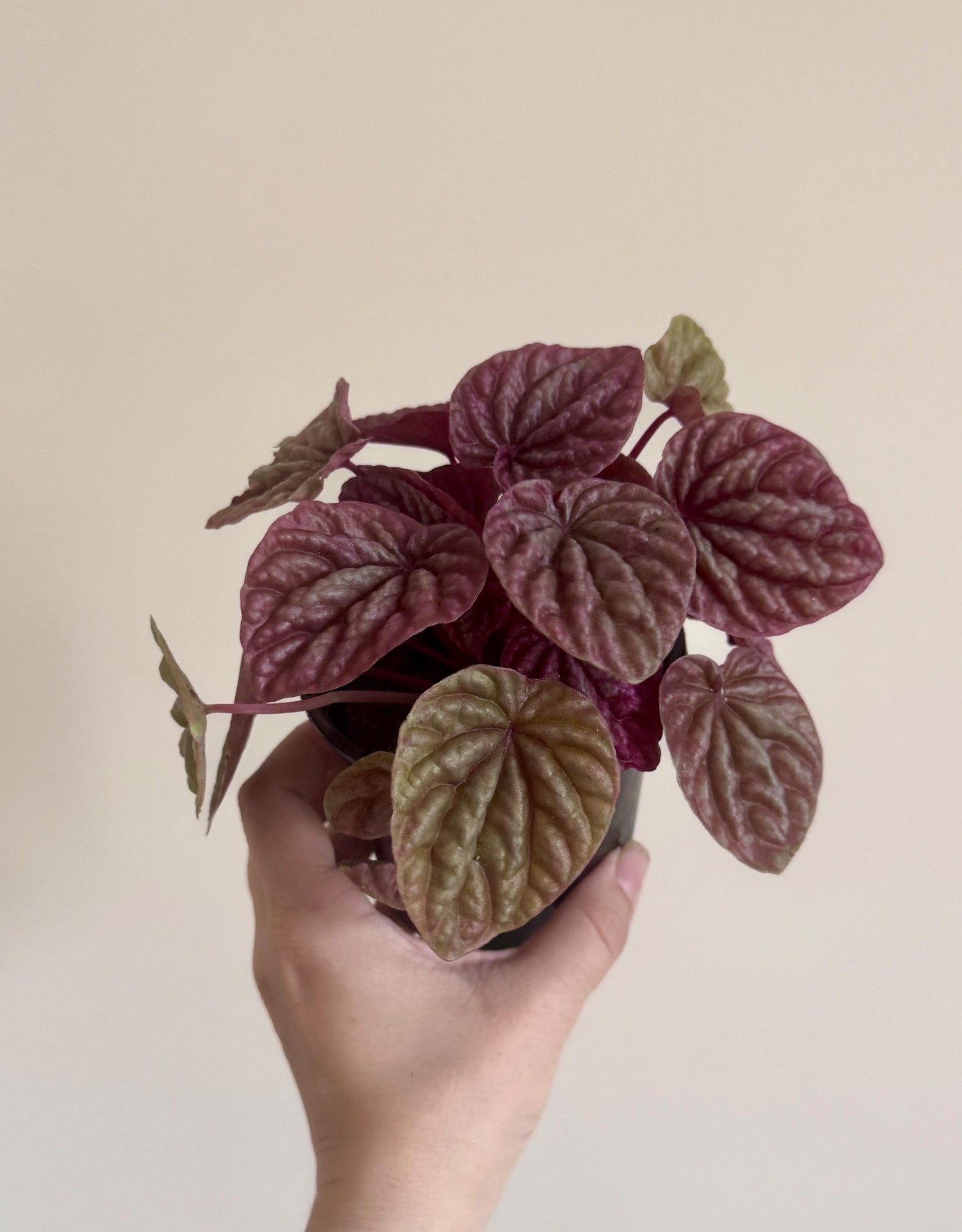Peperomia Red Luna - 3.5 inch Pot - Live Plant - optional decorative pot