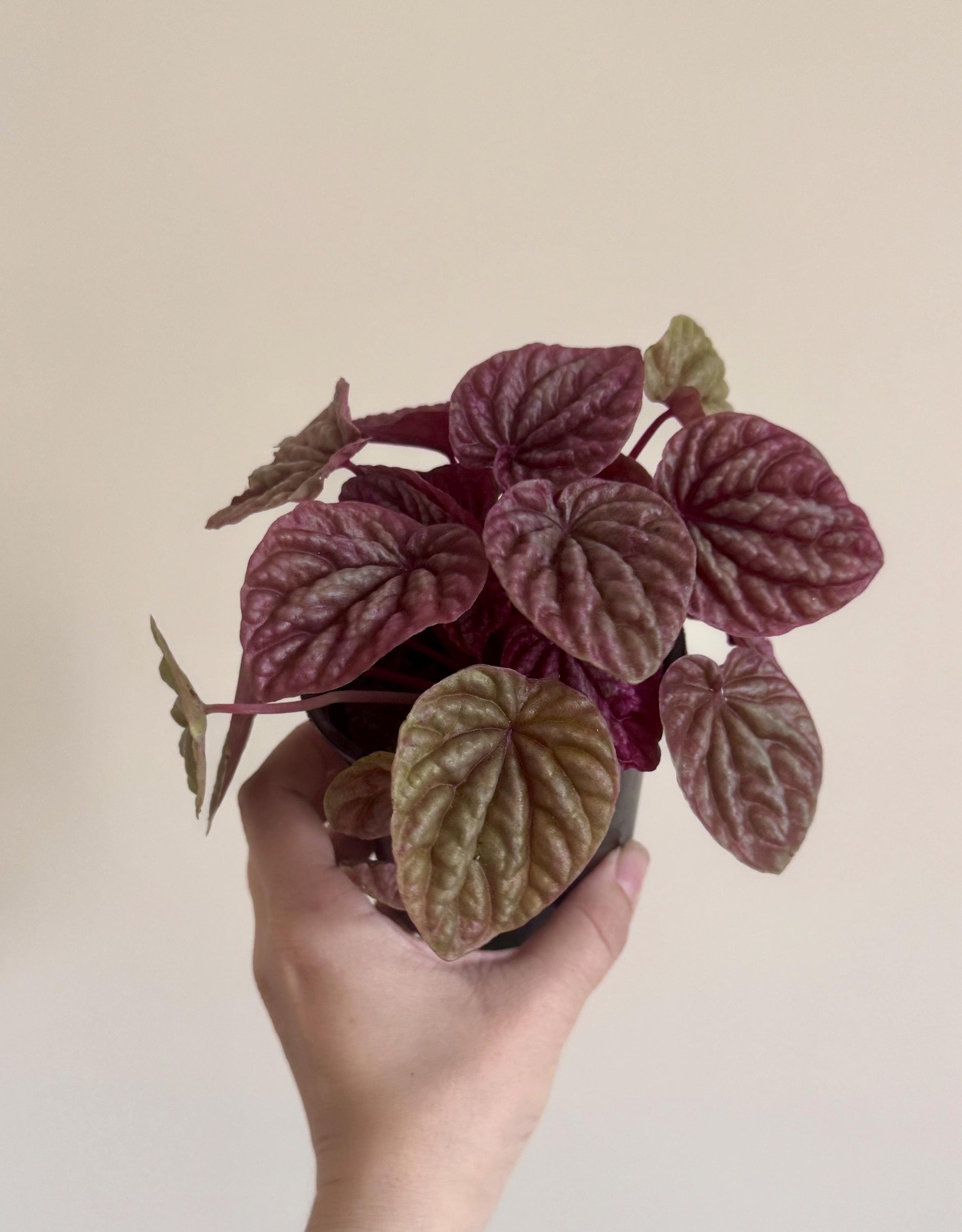 Peperomia Red Luna - 3.5 inch Pot - Live Plant - optional decorative pot