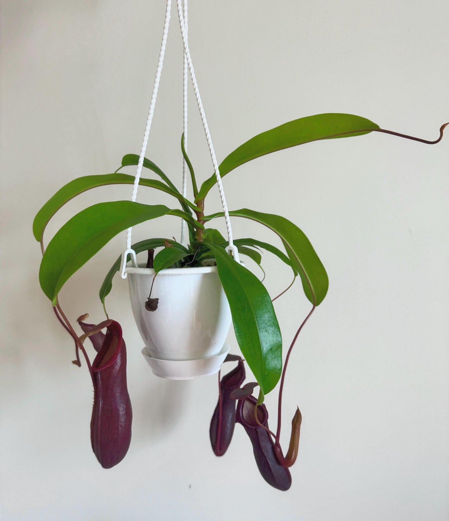 Nepenthes Bill Bailey Hybrid Pitcher Hanging Plant - 4.5 Hanging Basket - Live Plant