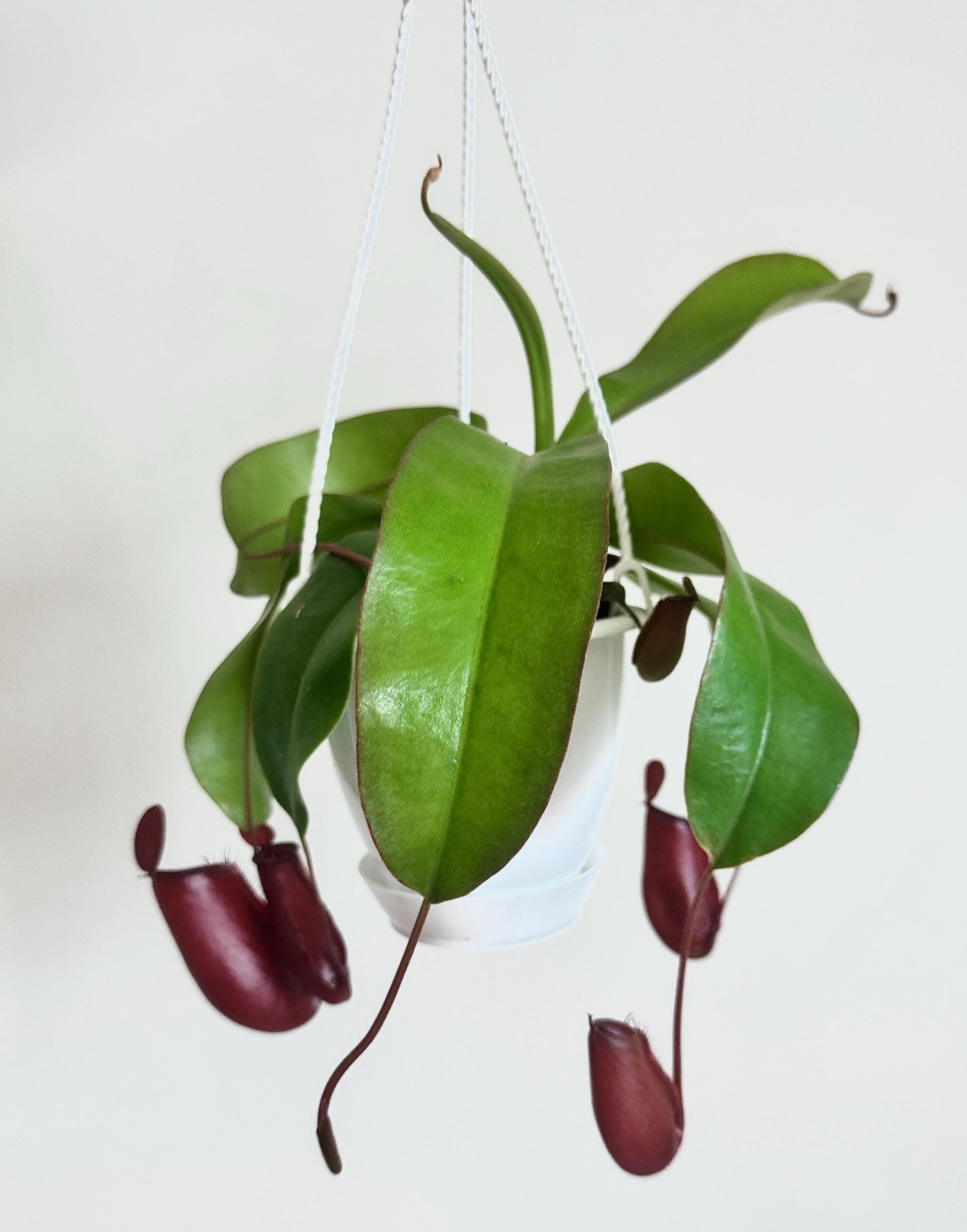 Nepenthes Diana Hybrid Pitcher Hanging Plant - 4.5 Hanging Basket - Live Plant