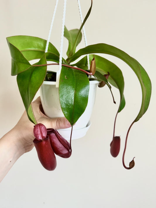Nepenthes Diana Hybrid Pitcher Hanging Plant - 4.5 Hanging Basket - Live Plant