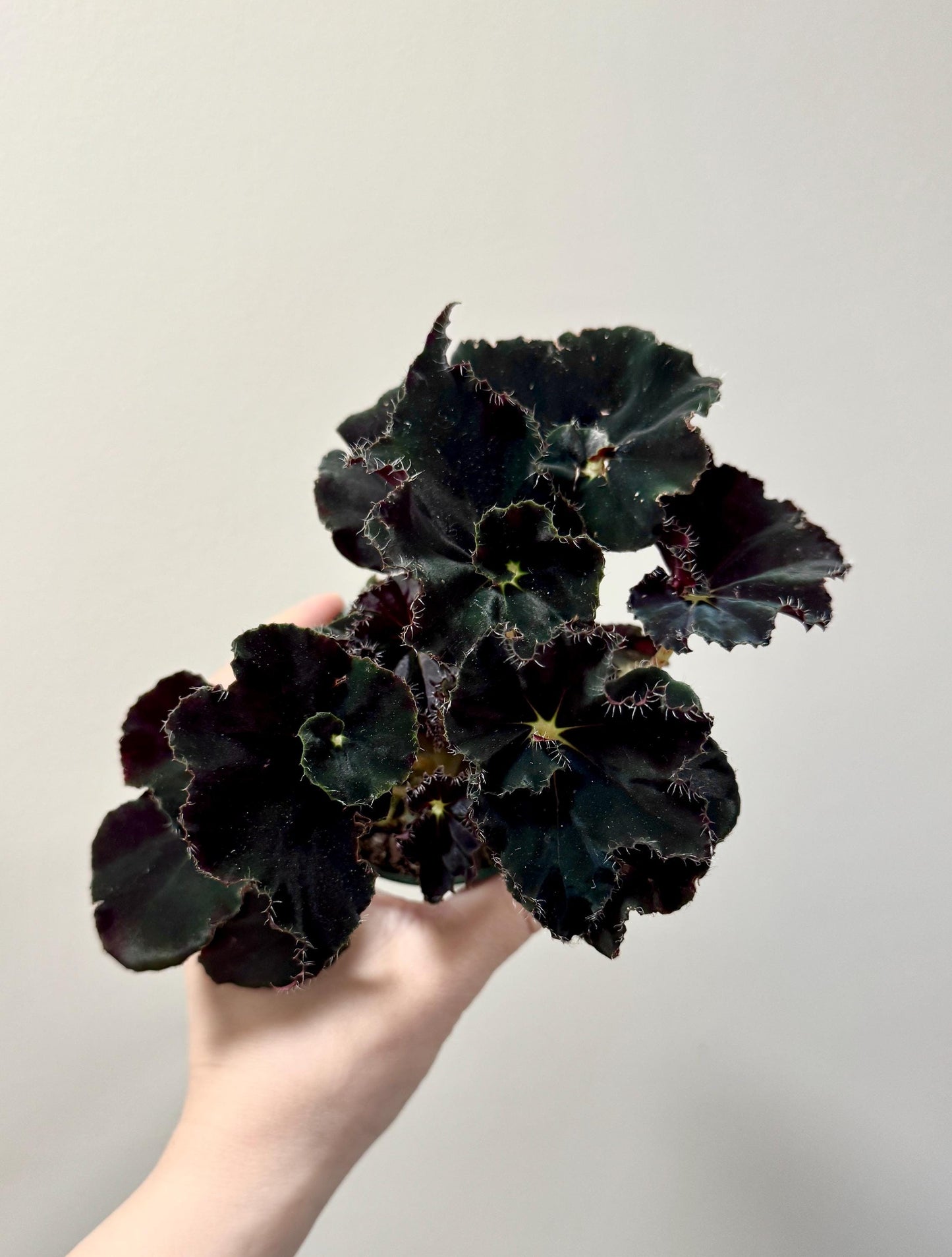 Begonia Spirit of Zanzibar - 4 inch Pot - live plant