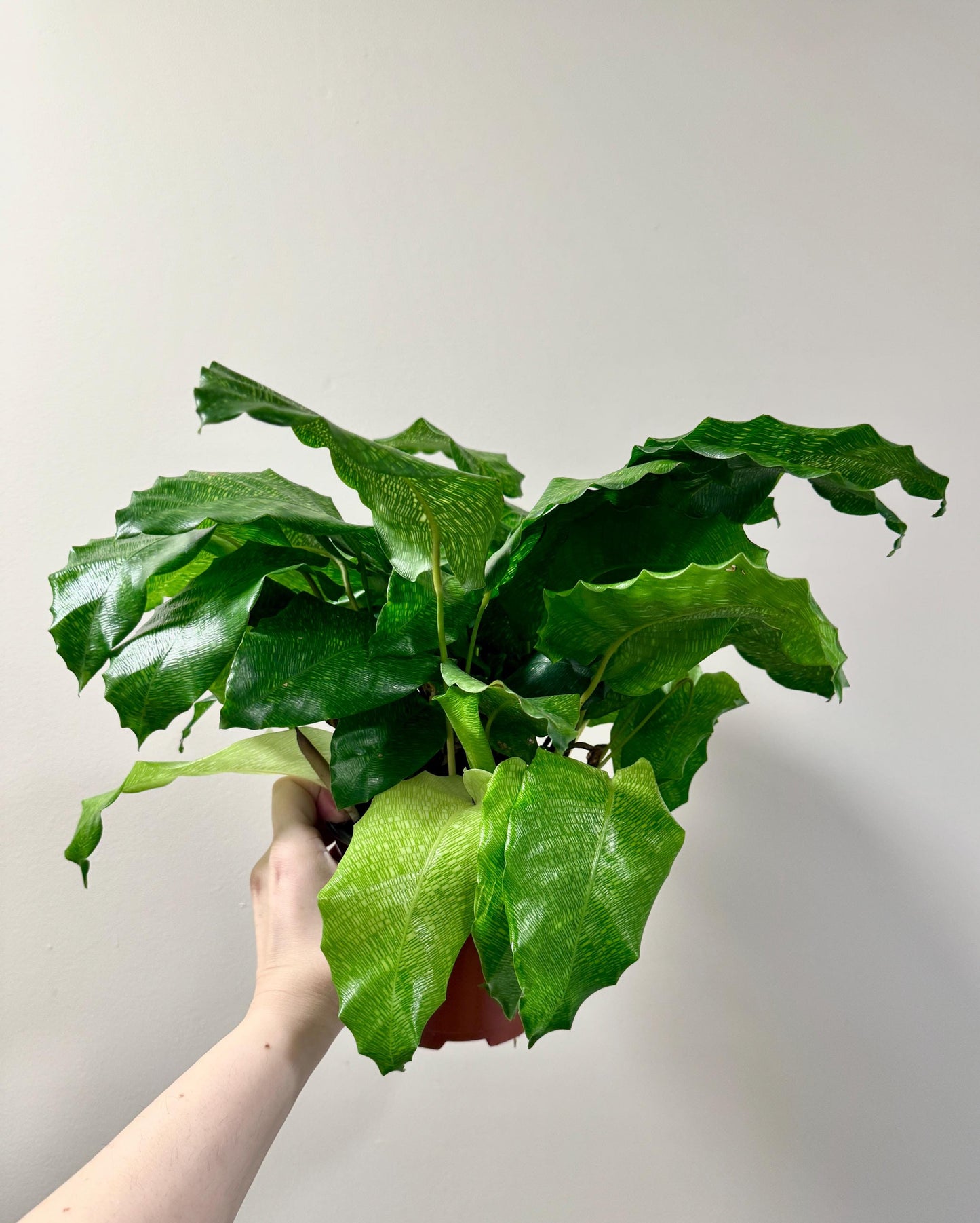 Calathea Musaica Live Plant - 6 inch | Pot - optional decorative pot