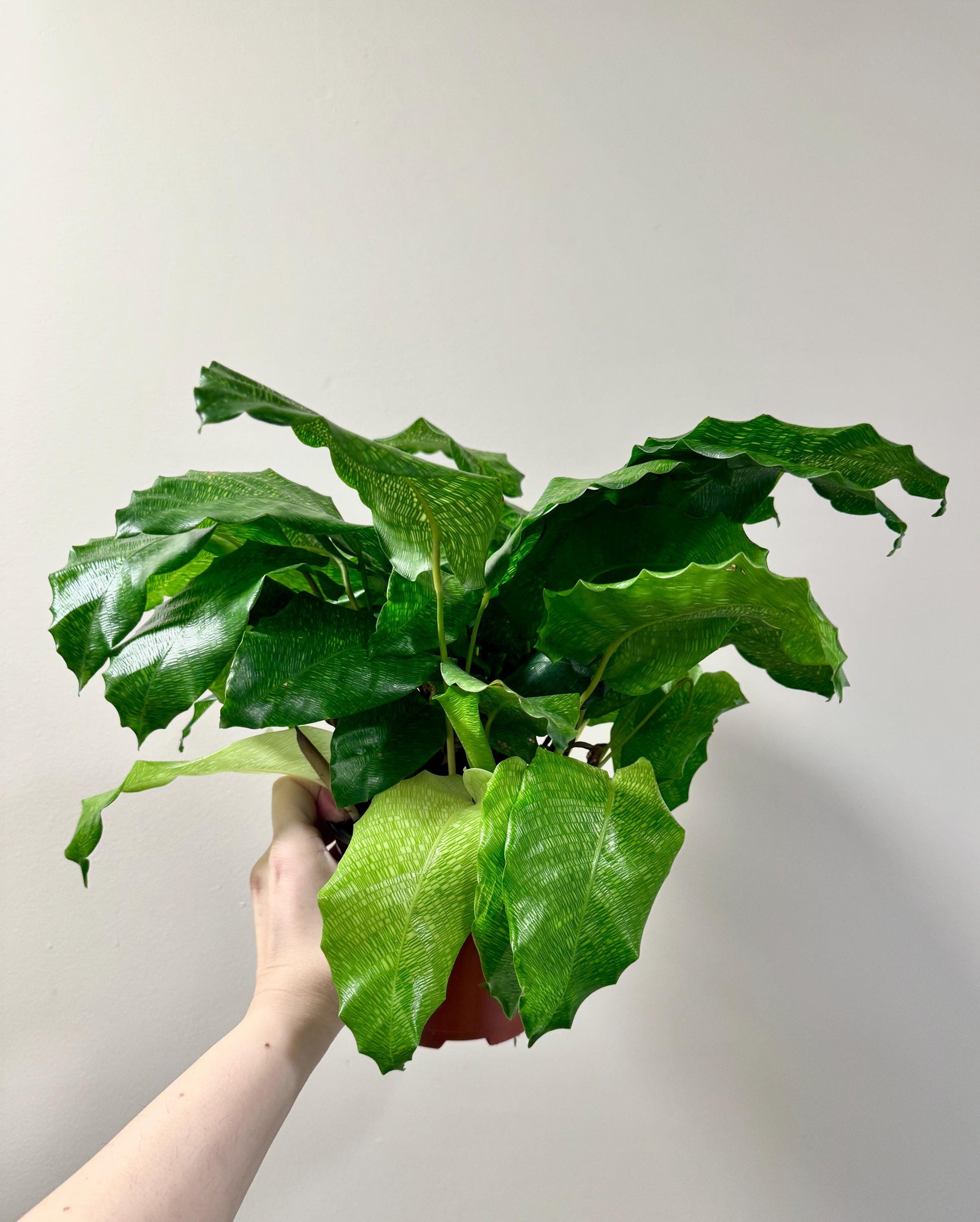 Calathea Musaica Live Plant - 6 inch | Pot - optional decorative pot