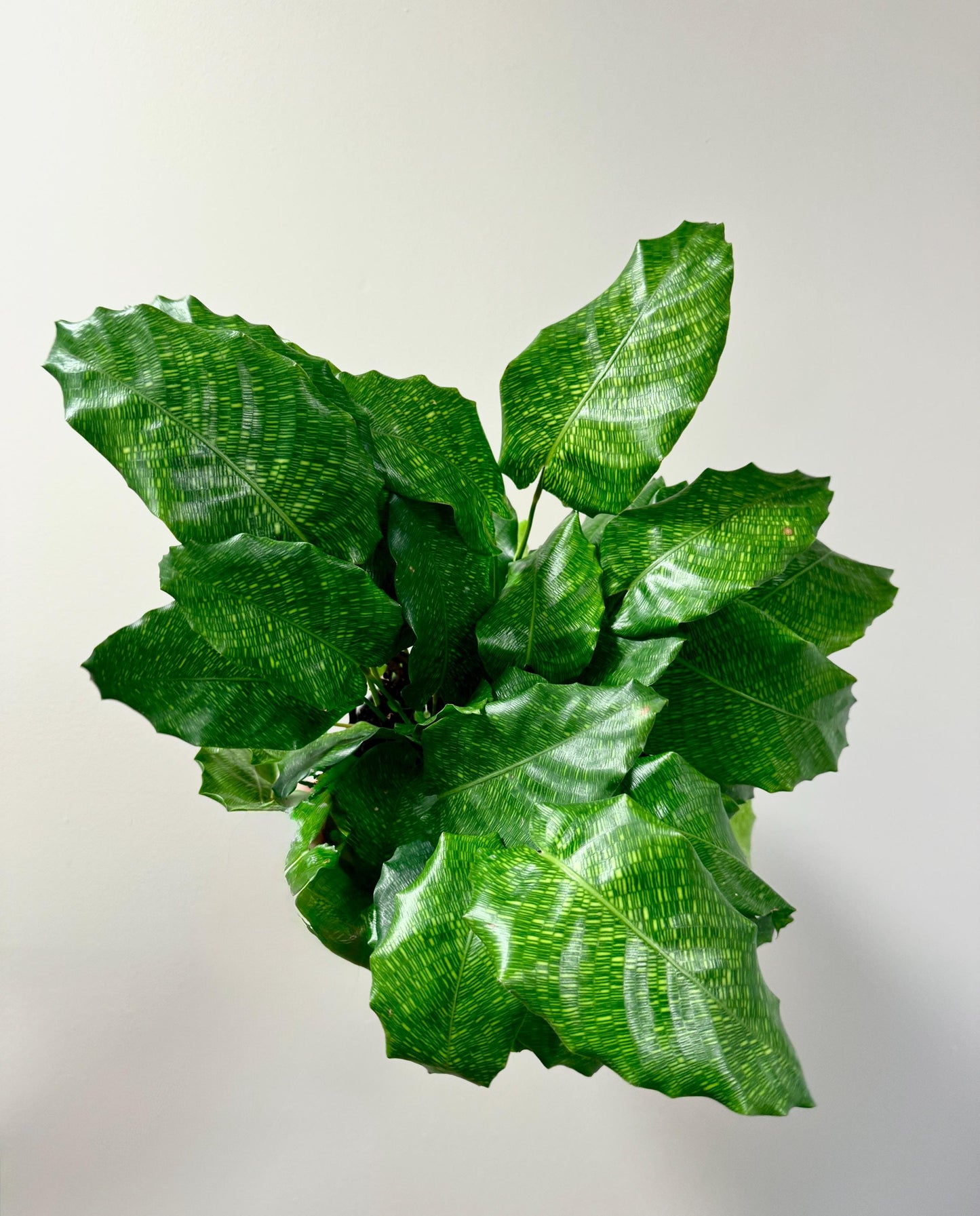 Calathea Musaica Live Plant - 6 inch | Pot - optional decorative pot