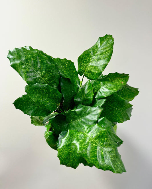 Calathea Musaica Live Plant - 6 inch | Pot - optional decorative pot