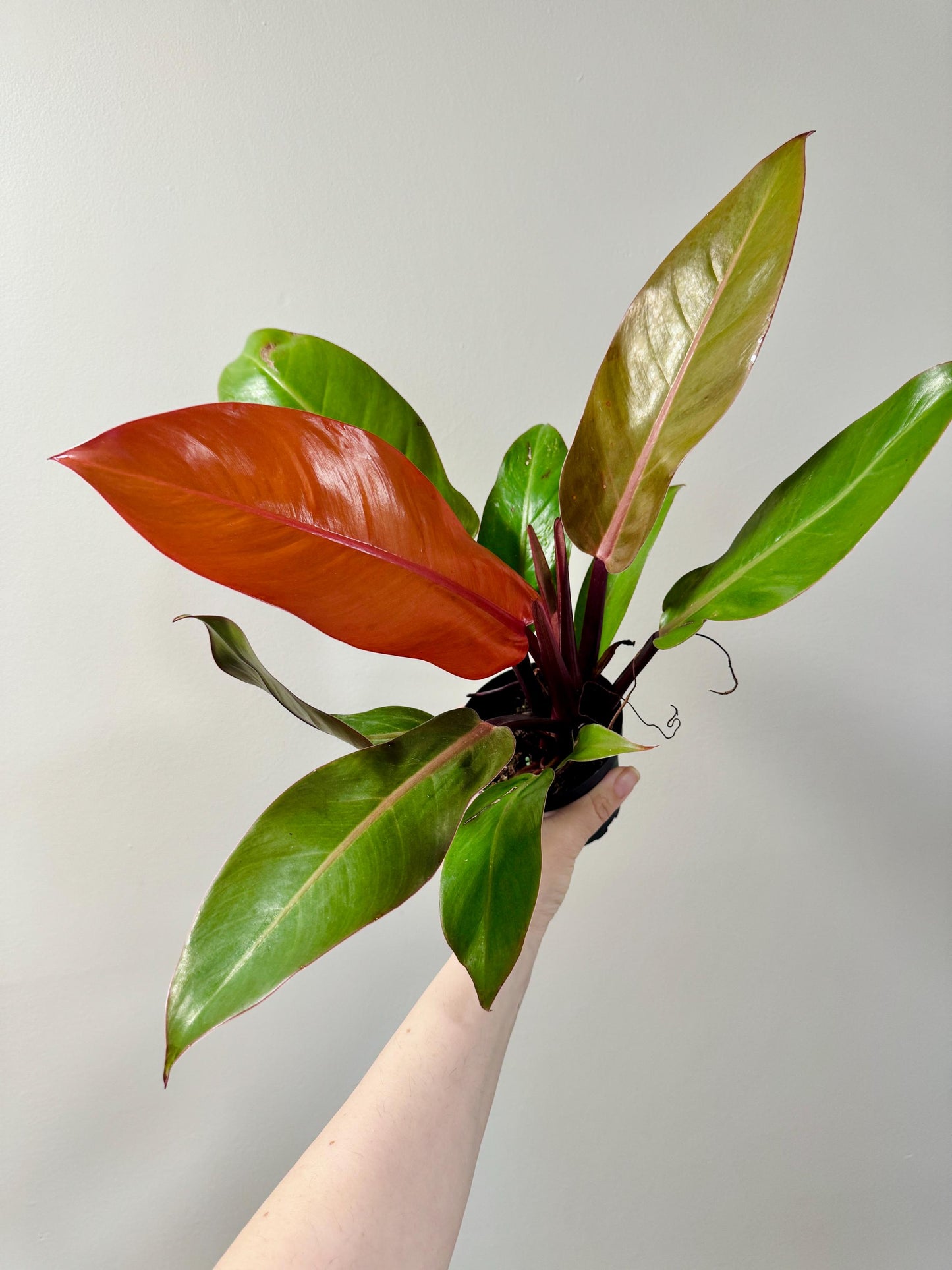 Philodendron Gloriosum Plant - 4" Pot - Live Plant - optional deocrative pot