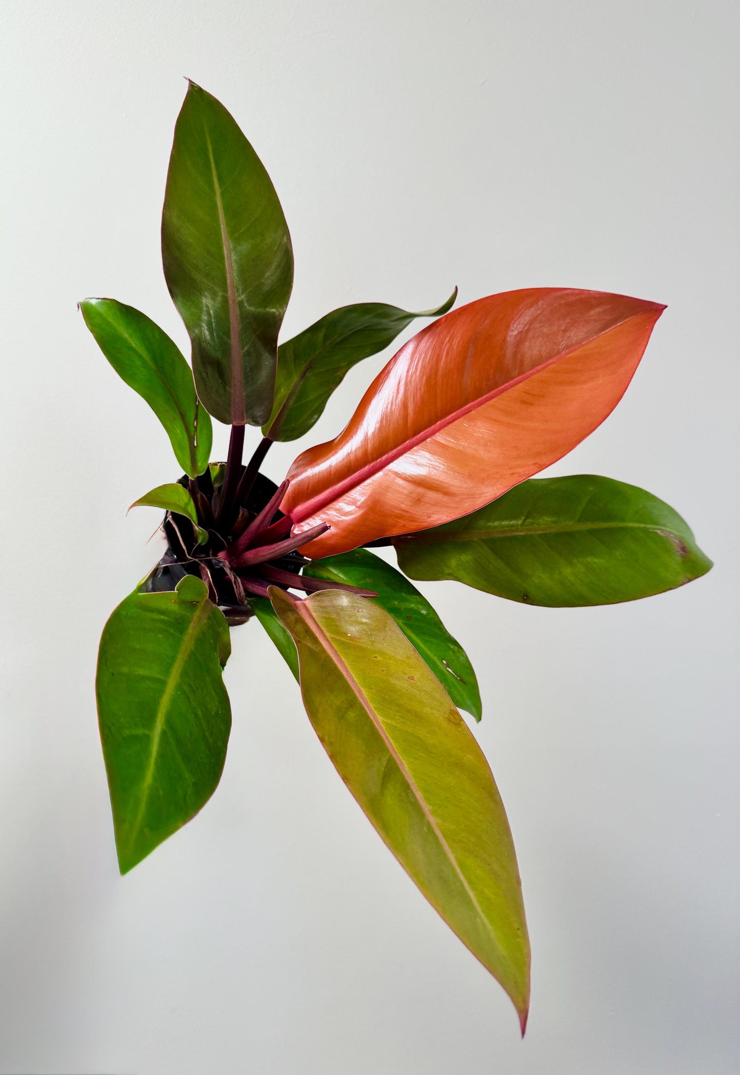 Philodendron Gloriosum Plant - 4" Pot - Live Plant - optional deocrative pot