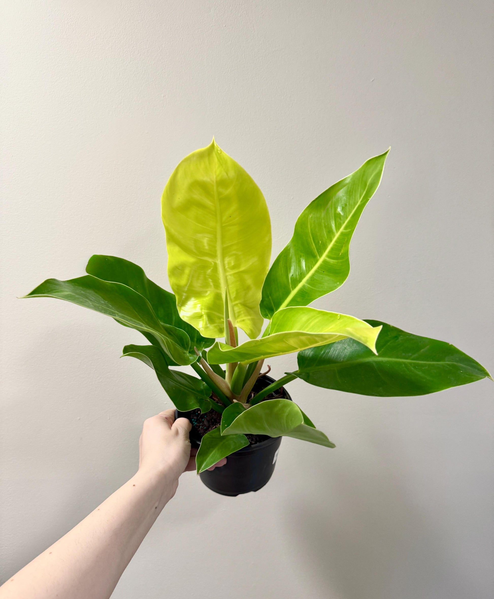 Philodendron Moonlight Plant - 6 inch Pot - optional deocrative pot