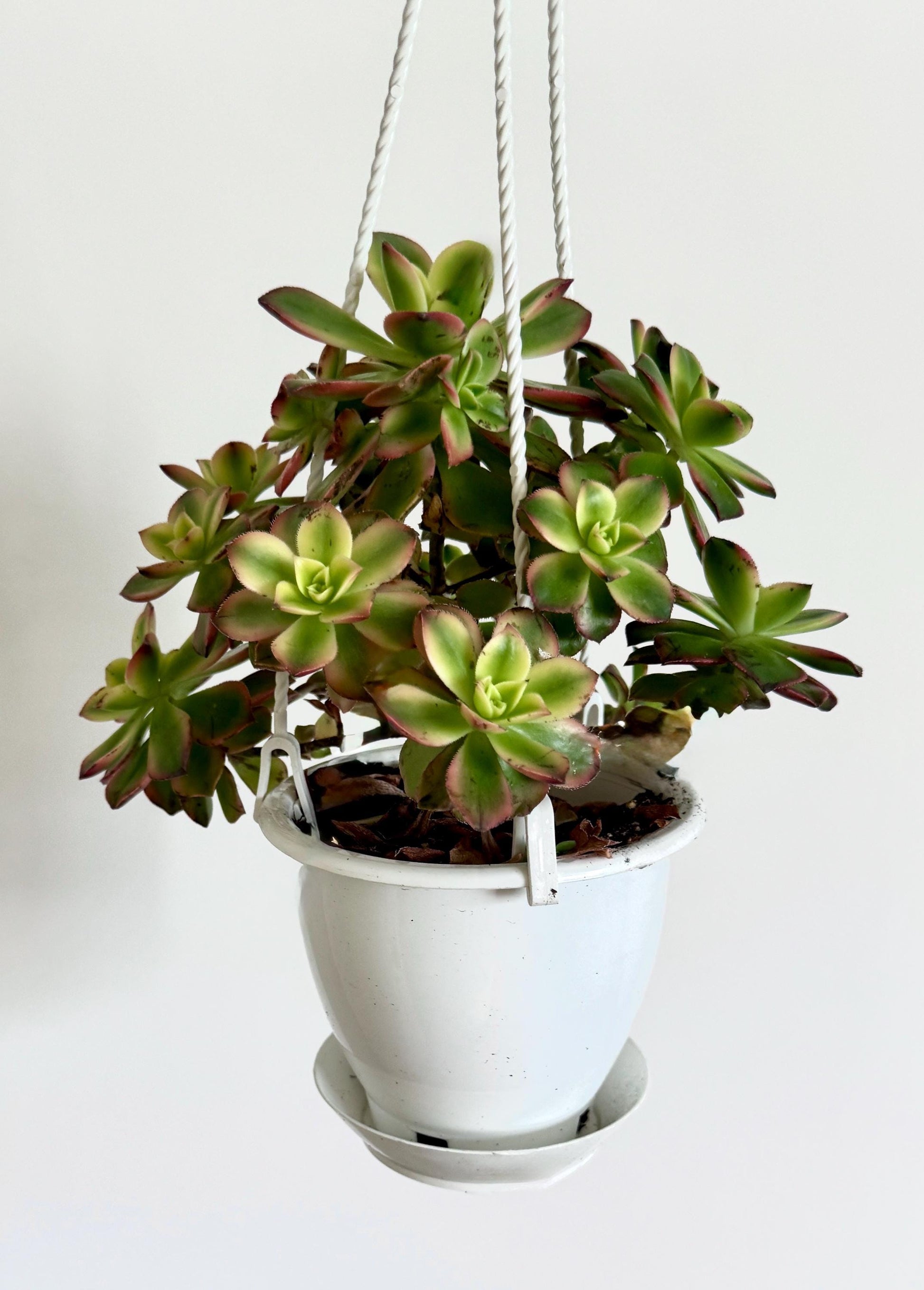 Aeonium Kiwi Succulent Plant 4.5 inch Hanging pot - Live Plant - optional decorative hanger