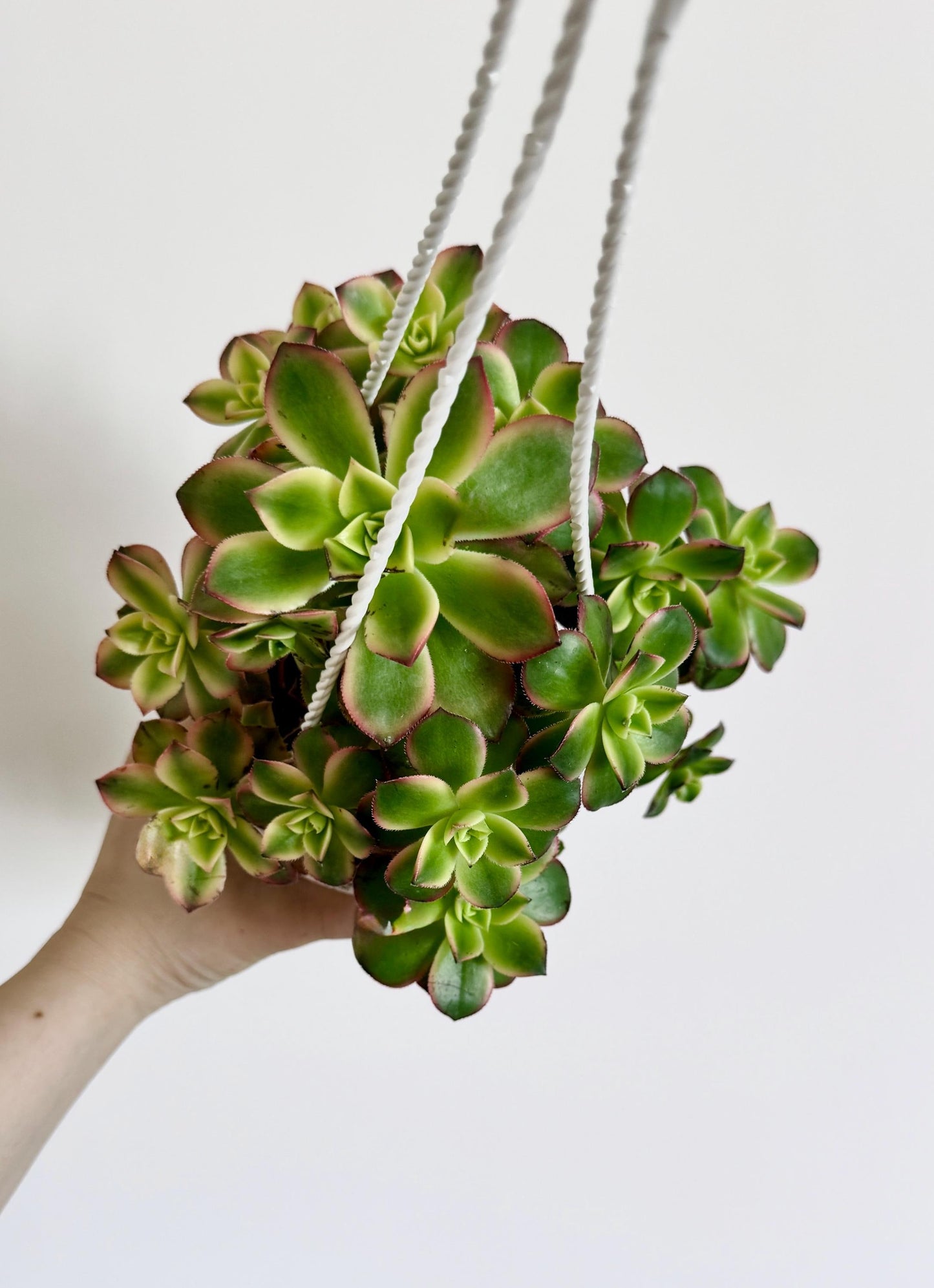 Aeonium Kiwi Succulent Plant 4.5 inch Hanging pot - Live Plant - optional decorative hanger