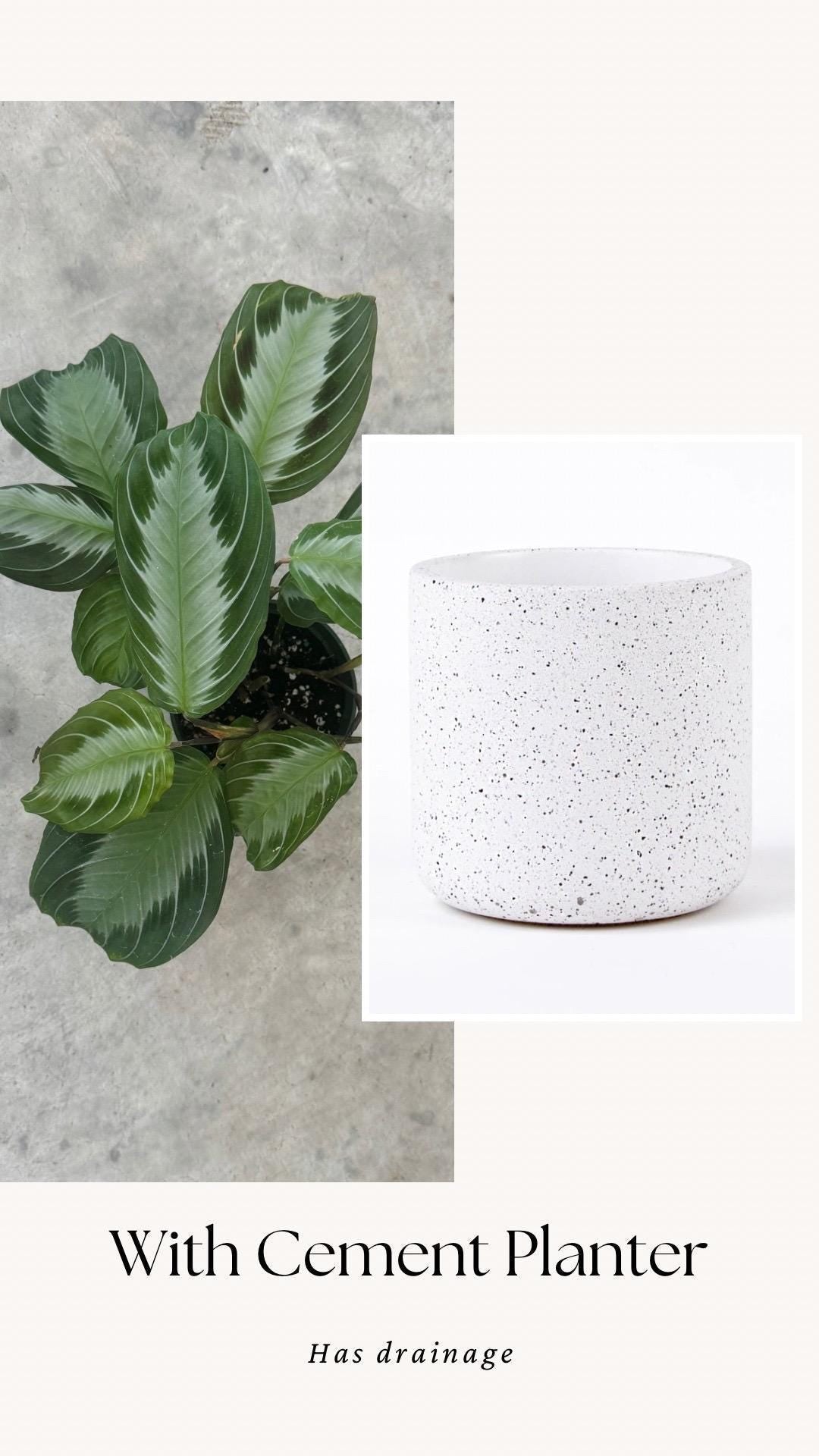 Maranta Silver Band Prayer Plant | 4 inch Pot | Live Plant - optional decorative pot