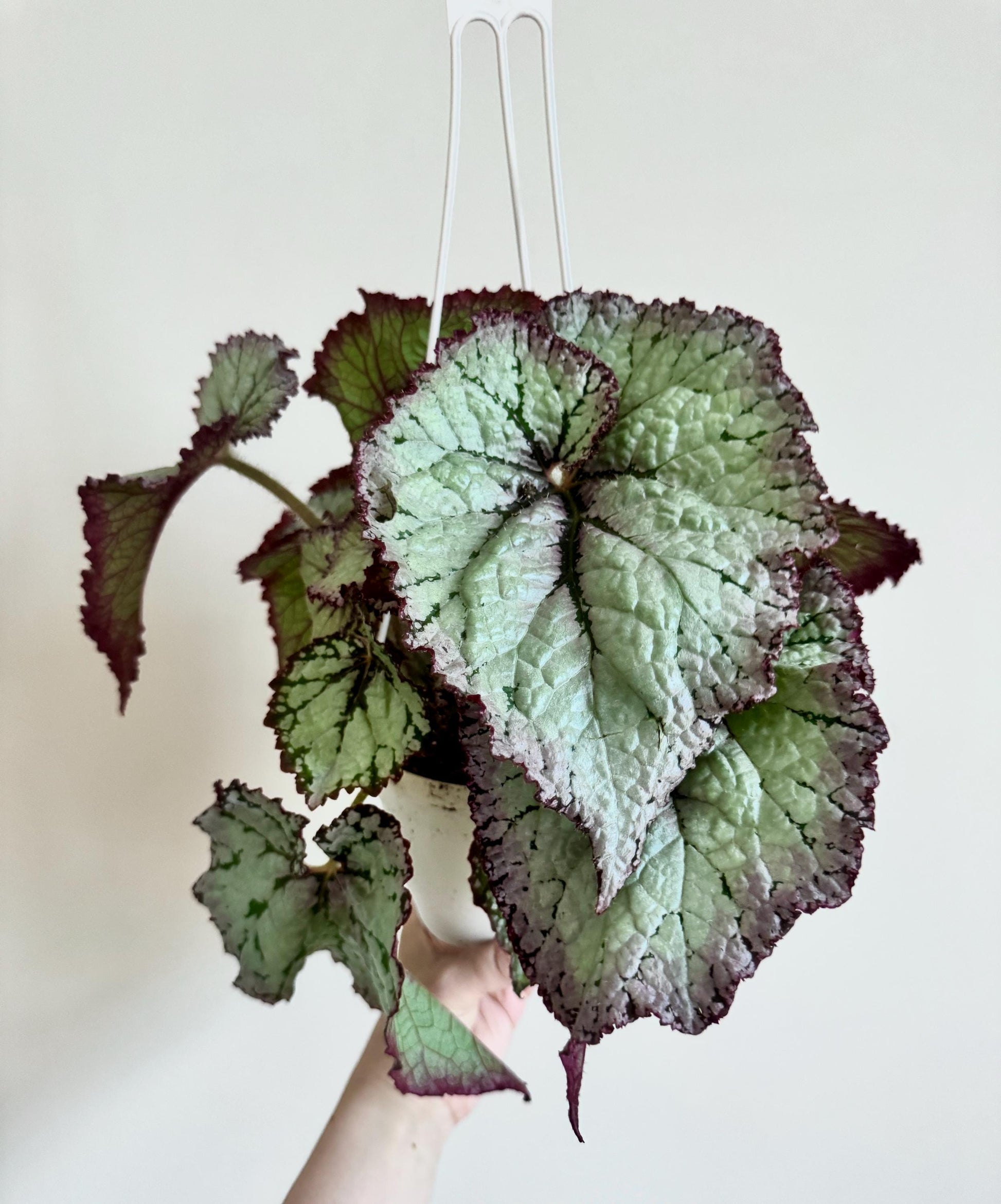 Begonia Moonlit Pearl TM Emma’s Evolution RARE Plant | Rare Plant | 6 inch Hanging Basket | optional decorative hanger