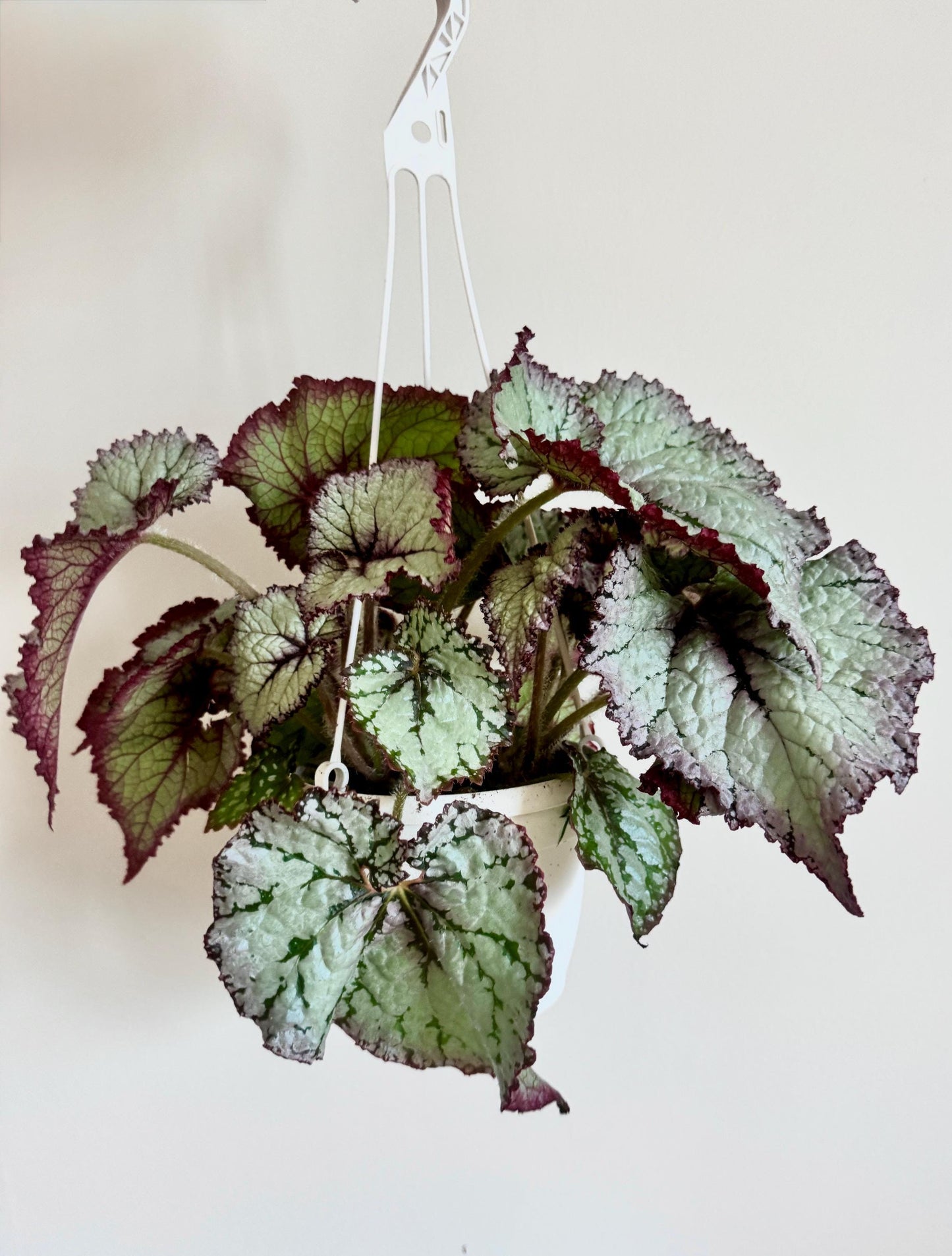 Begonia Moonlit Pearl TM Emma’s Evolution RARE Plant | Rare Plant | 6 inch Hanging Basket | optional decorative hanger