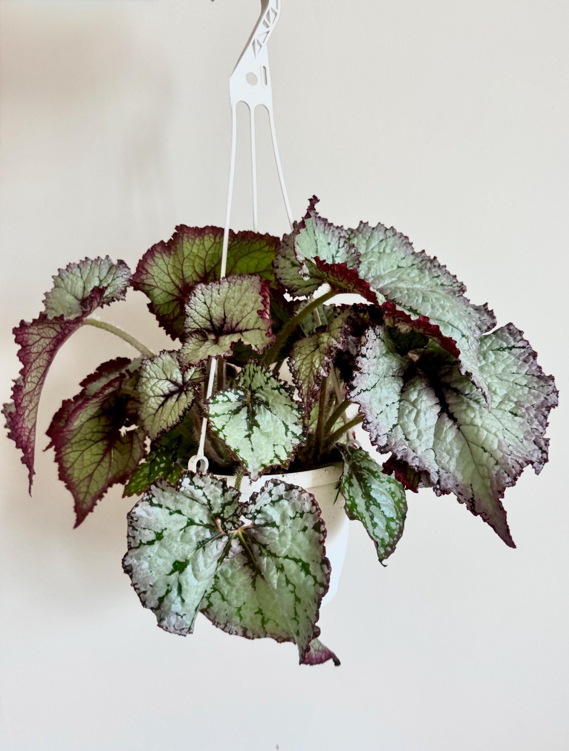 Begonia Moonlit Pearl TM Emma’s Evolution RARE Plant | Rare Plant | 6 inch Hanging Basket | optional decorative hanger