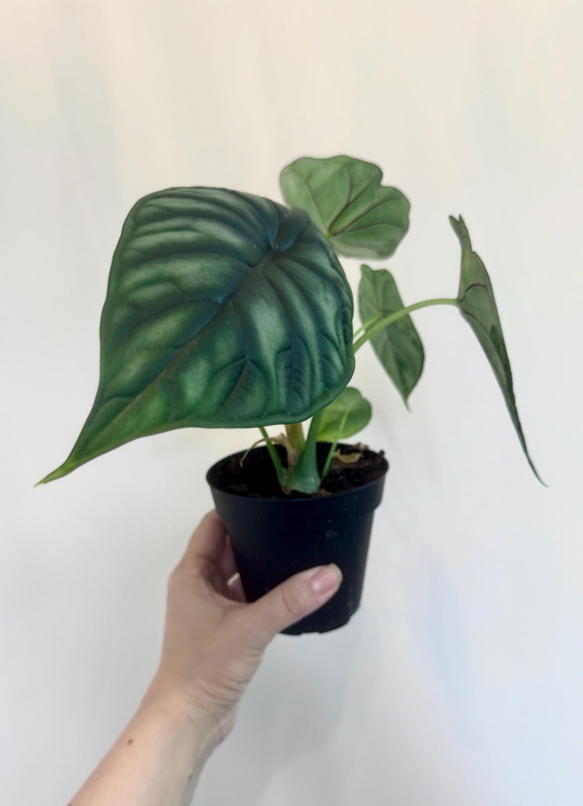 Alocasia Baginda Dragon Plant 4" Pot - Live Plant