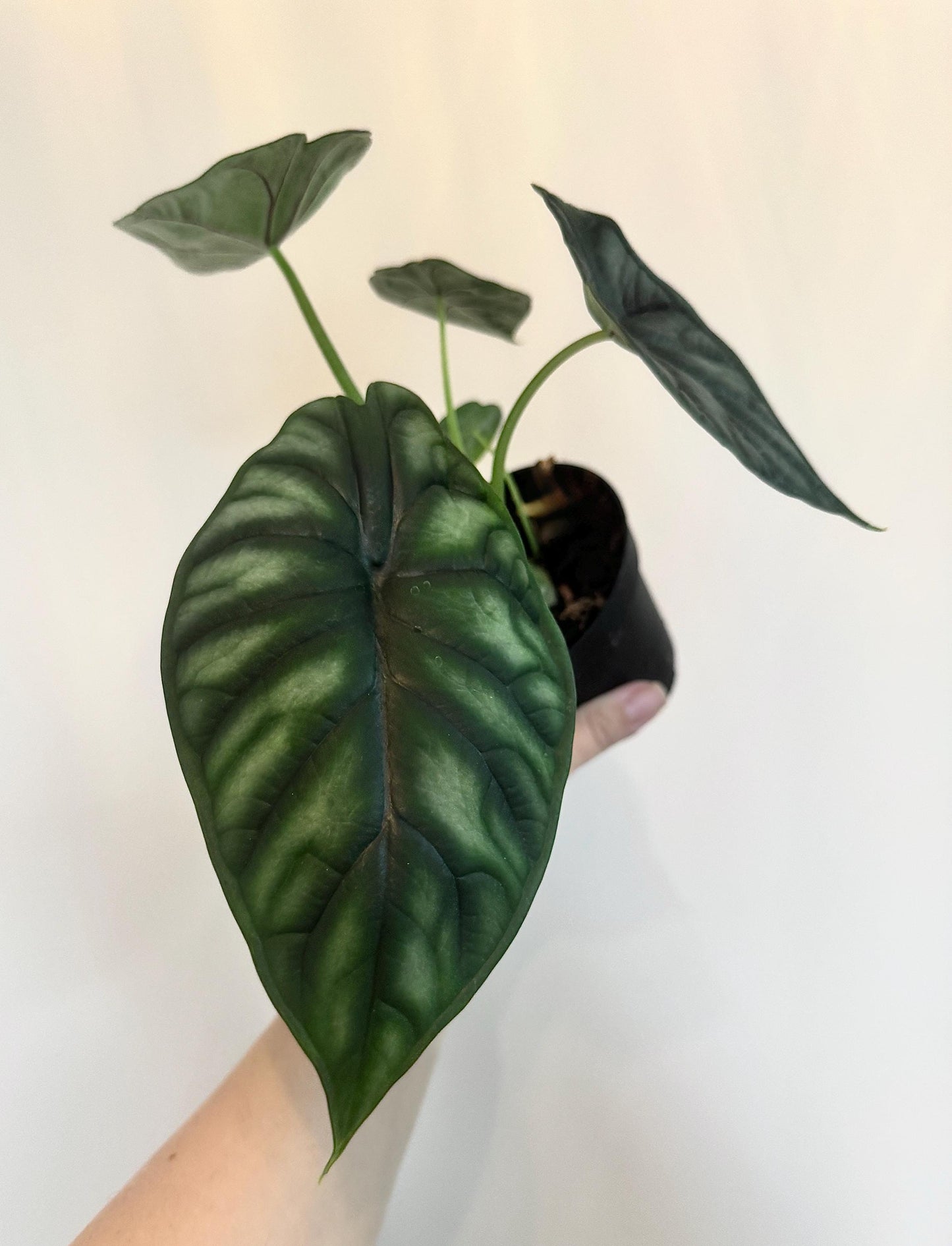 Alocasia Baginda Dragon Plant 4" Pot - Live Plant