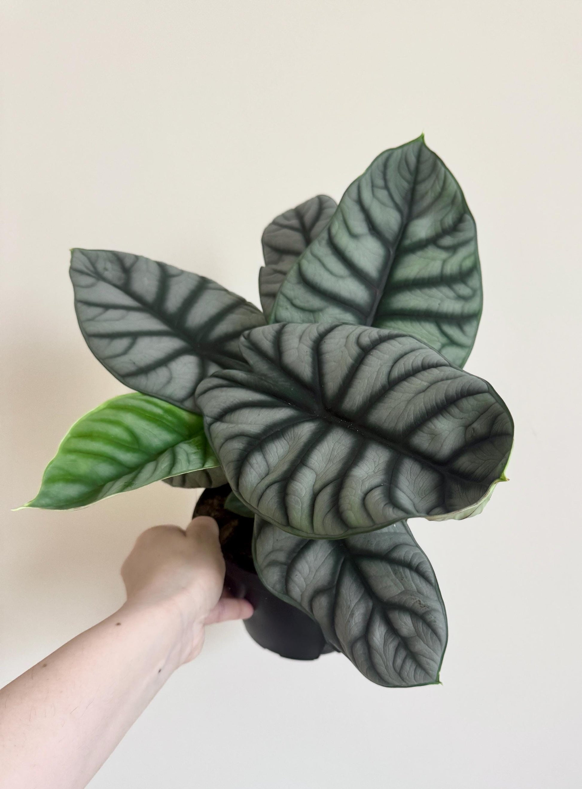 Alocasia Silver Dragon Plant- Live Plant 4" Nursery Pot