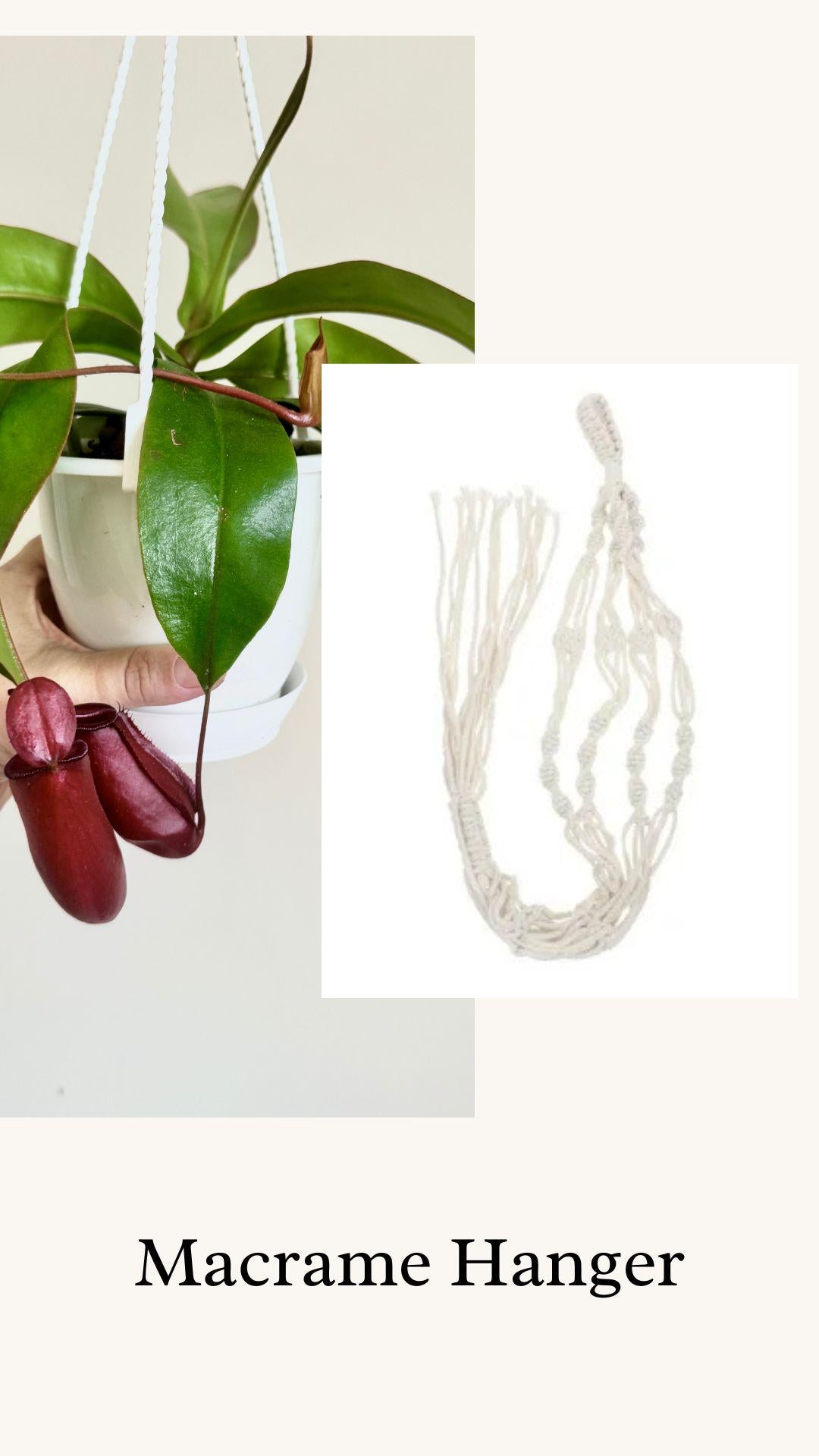 Nepenthes Bloody Mary Hybrid Pitcher Hanging Plant - 4.5 Hanging Basket - Live Plant
