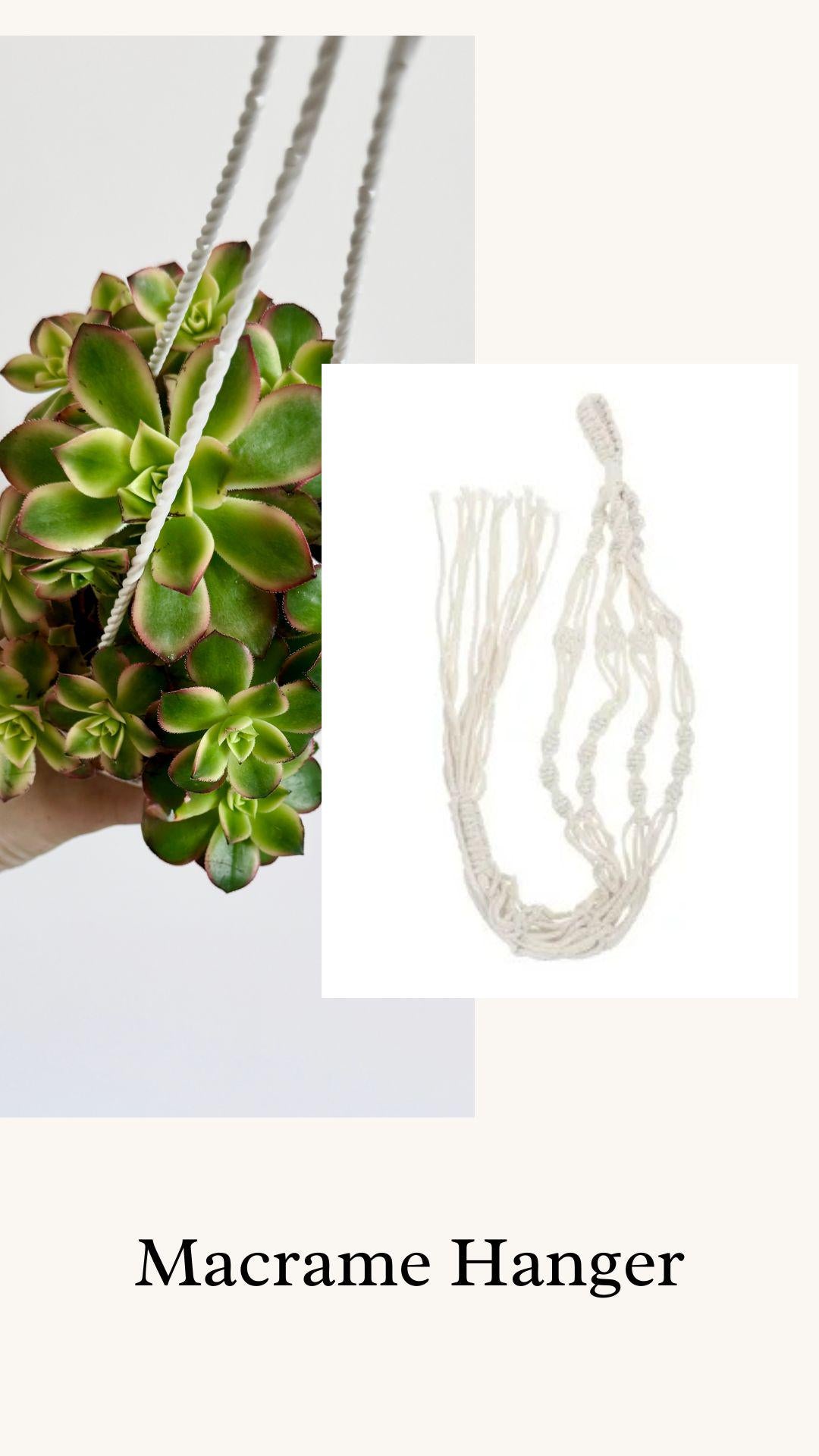 Aeonium Kiwi Succulent Plant 4.5 inch Hanging pot - Live Plant - optional decorative hanger