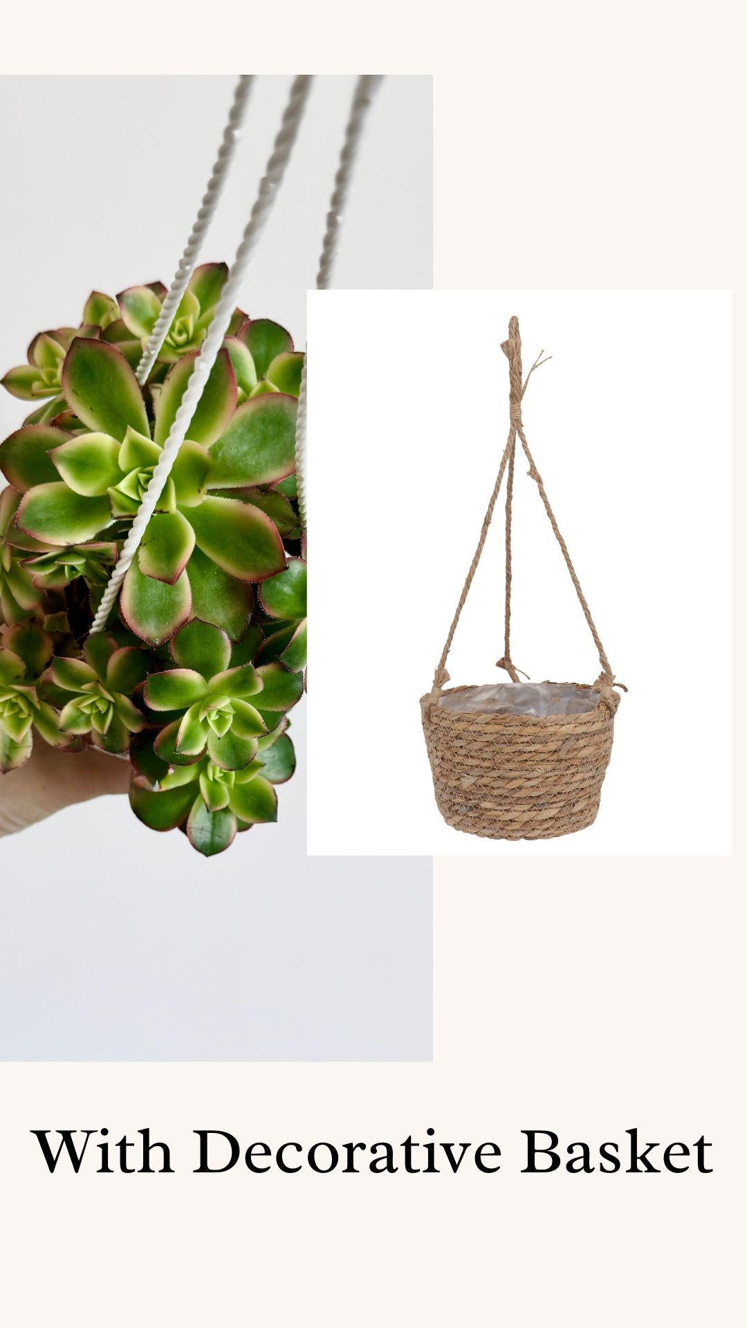 Aeonium Kiwi Succulent Plant 4.5 inch Hanging pot - Live Plant - optional decorative hanger
