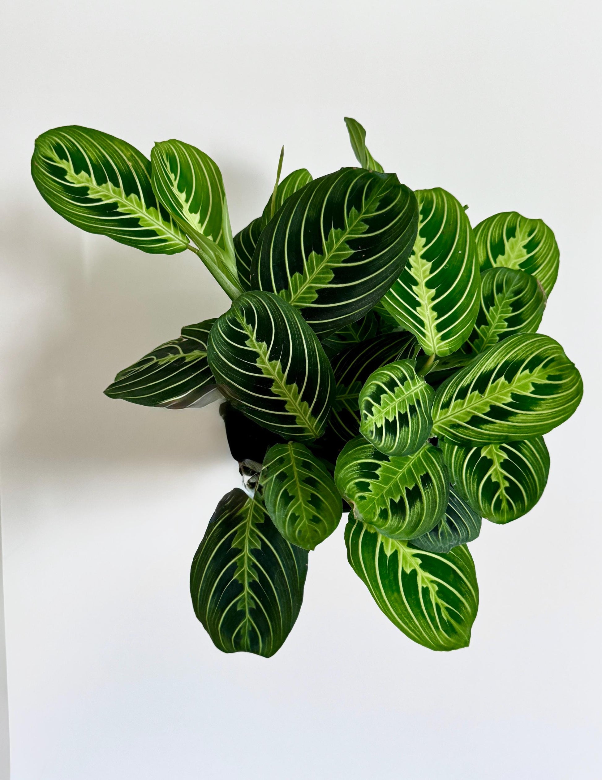 Lemon Lime Maranta Prayer Plant | 6 inch Pot | Live Plant - optional decorative pot