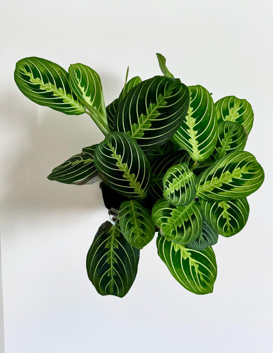 Lemon Lime Maranta Prayer Plant | 6 inch Pot | Live Plant - optional decorative pot