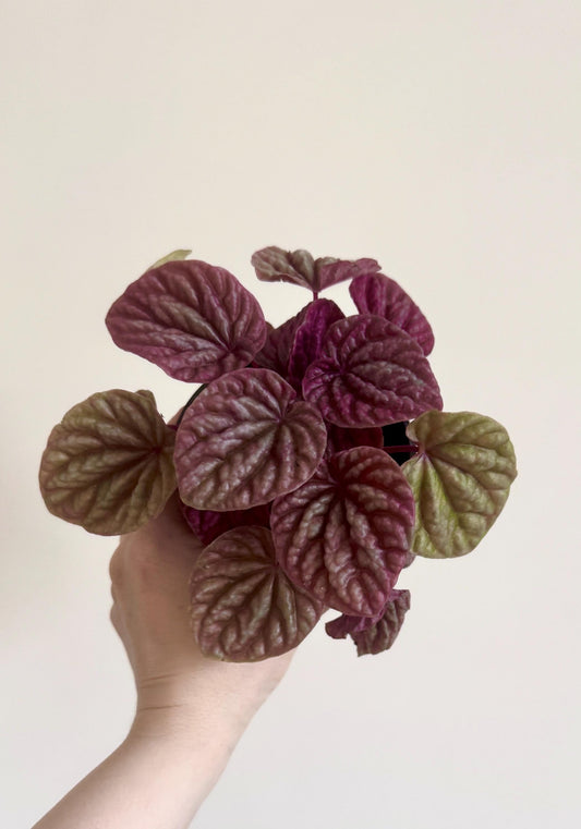Peperomia Red Luna - 3.5 inch Pot - Live Plant - optional decorative pot