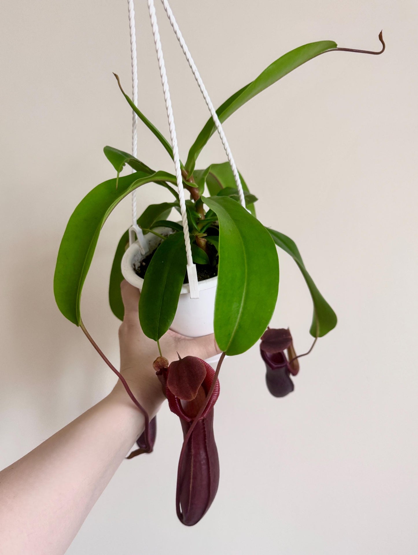 Nepenthes Bill Bailey Hybrid Pitcher Hanging Plant - 4.5 Hanging Basket - Live Plant