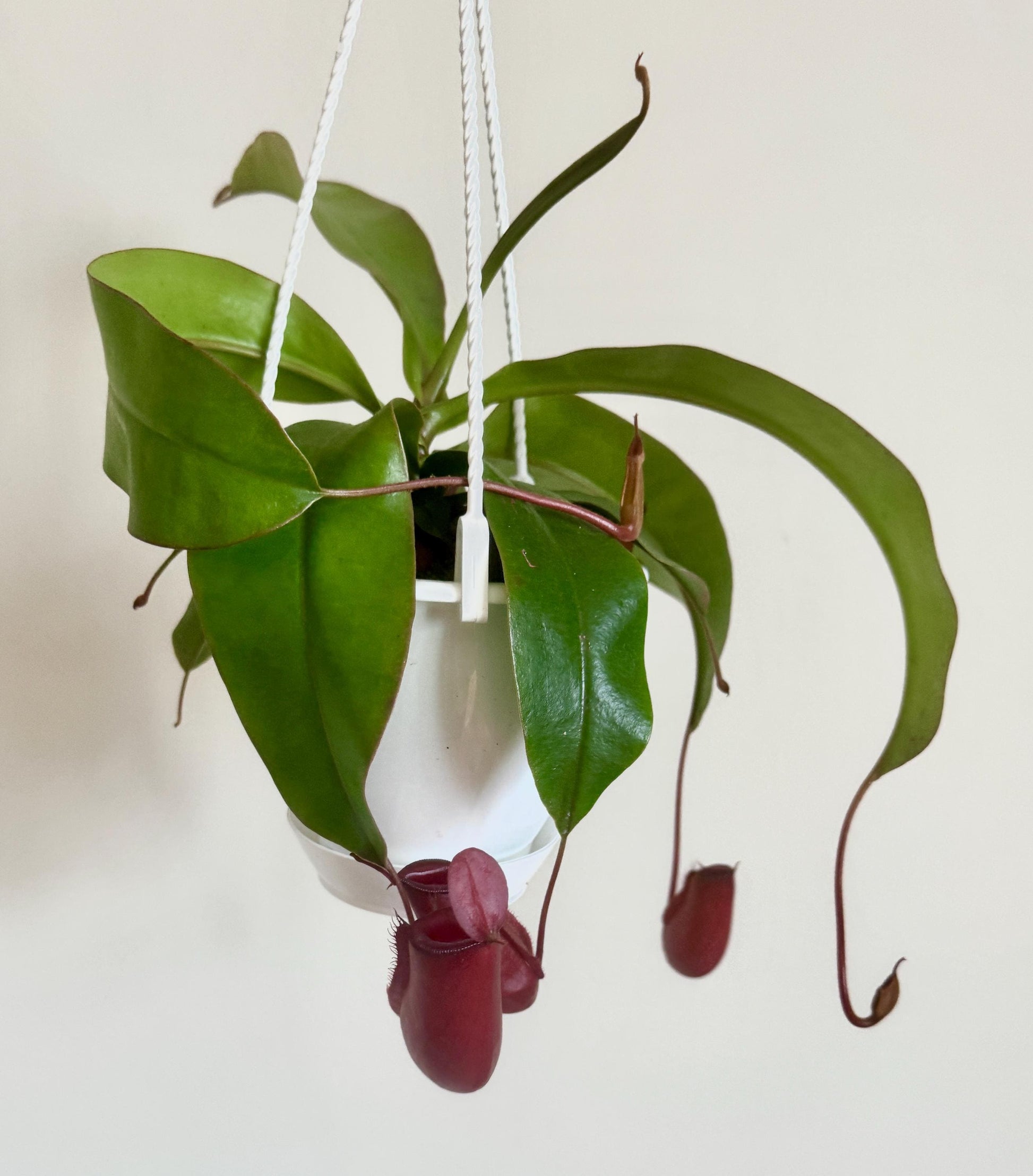 Nepenthes Diana Hybrid Pitcher Hanging Plant - 4.5 Hanging Basket - Live Plant