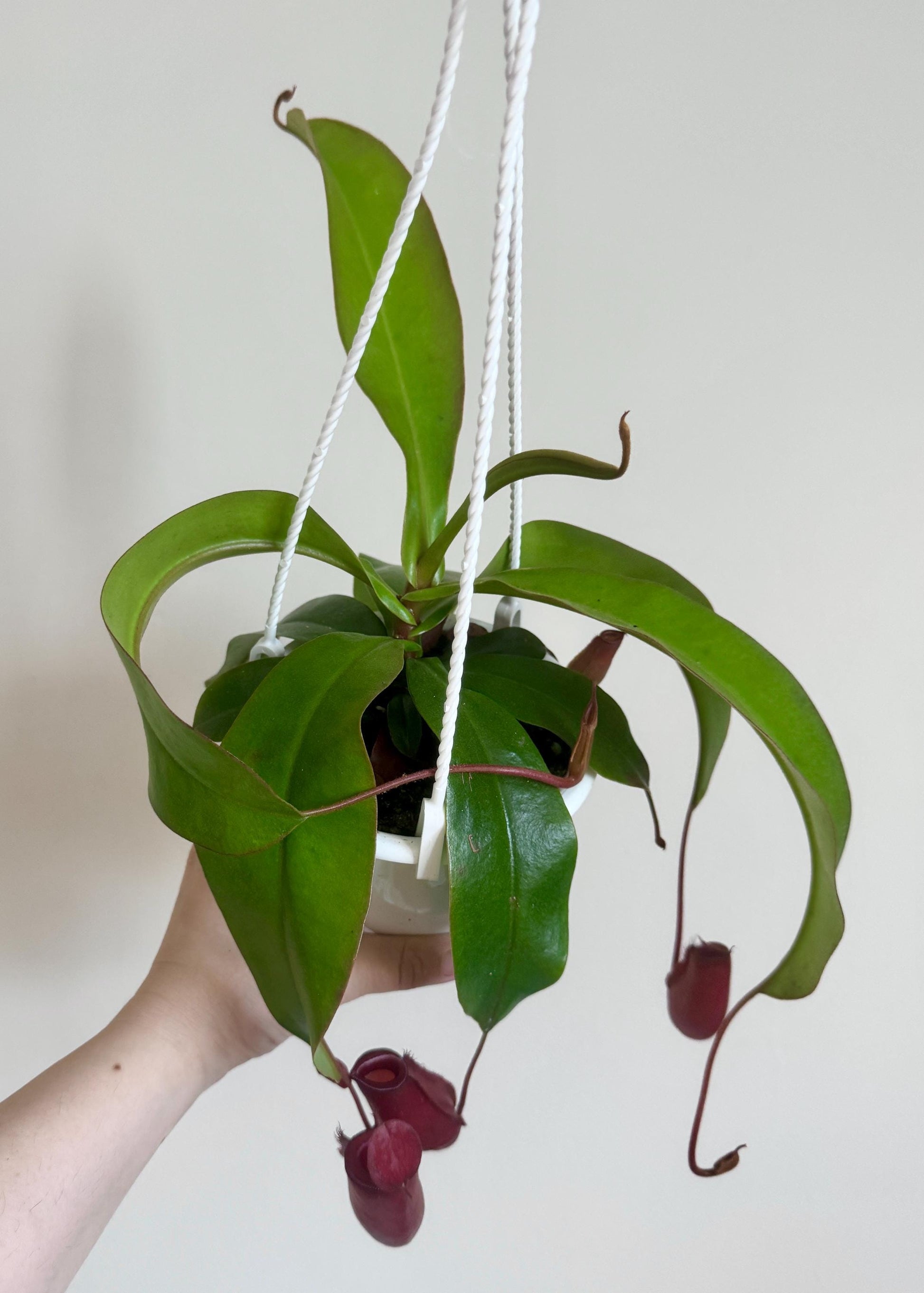 Nepenthes Diana Hybrid Pitcher Hanging Plant - 4.5 Hanging Basket - Live Plant