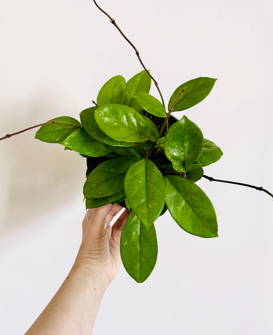 Hoya Green Rare Plant - 6 inch Pot - optional deocrative pot