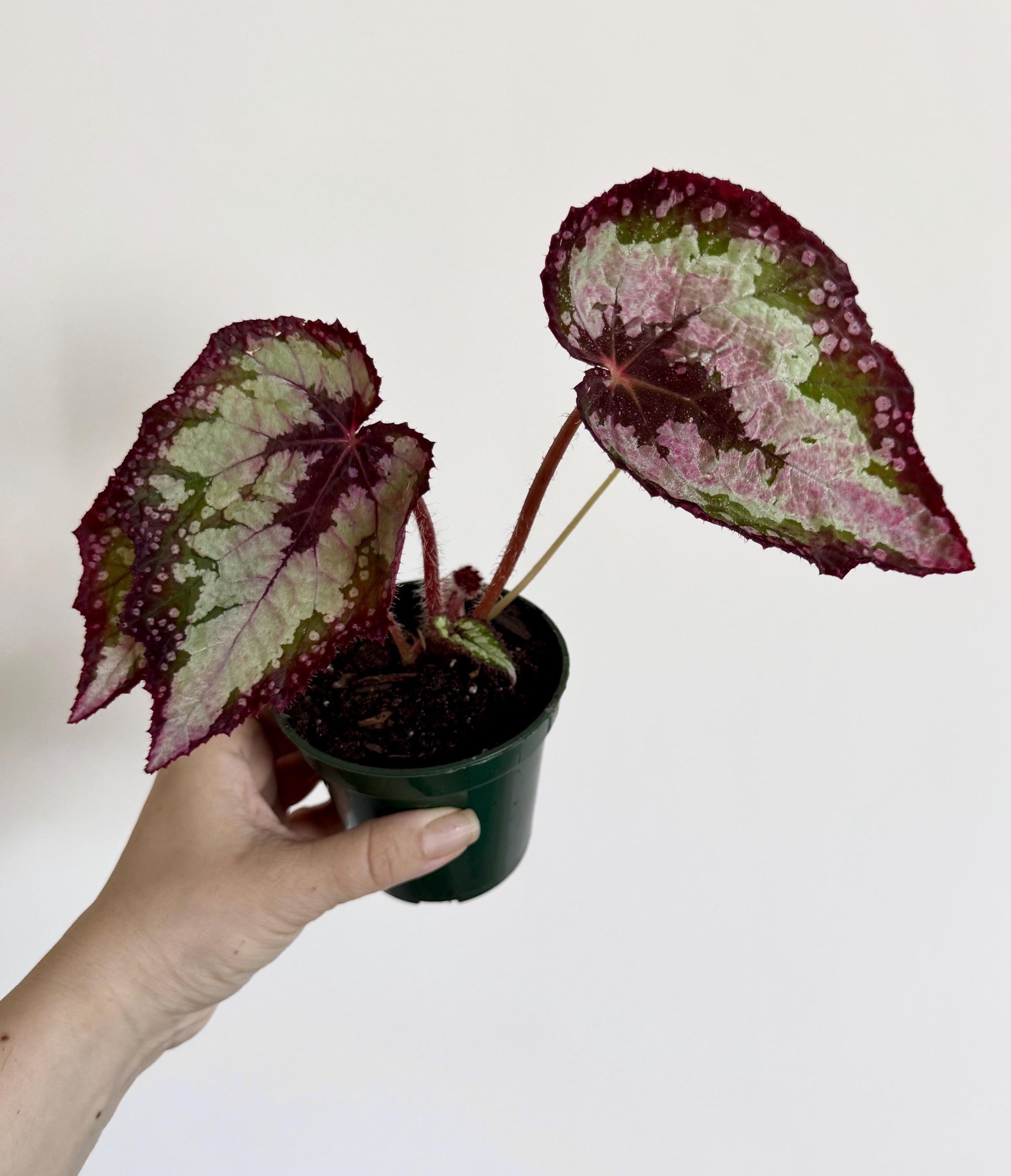 Begonia Vampire Slayer Rare Flowering Plant - 3" Pot - optional decorative pot