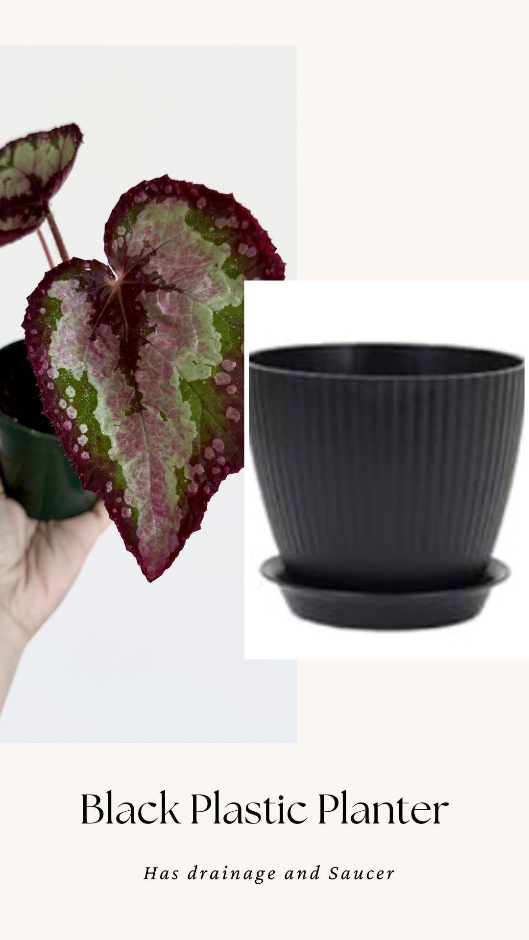 Begonia Vampire Slayer Rare Flowering Plant - 3" Pot - optional decorative pot