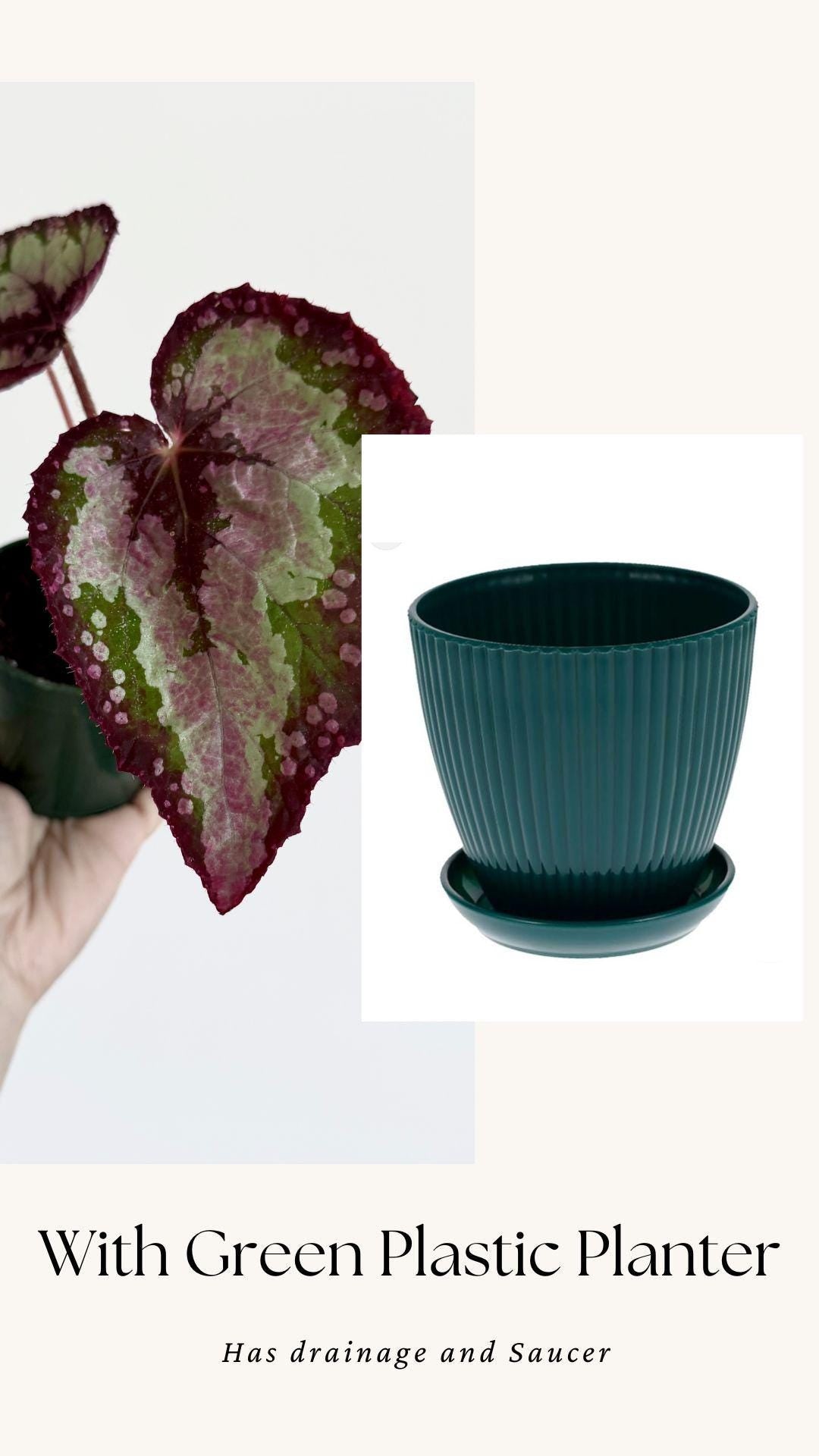Begonia Vampire Slayer Rare Flowering Plant - 3" Pot - optional decorative pot