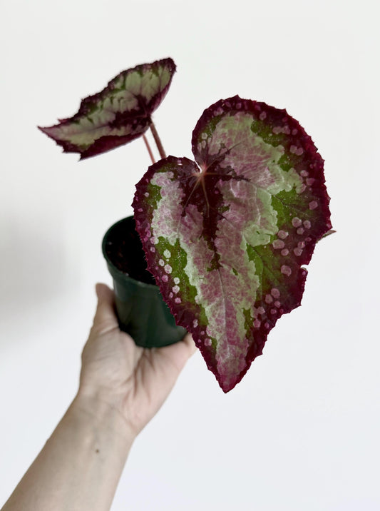 Begonia Vampire Slayer Rare Flowering Plant - 3" Pot - optional decorative pot
