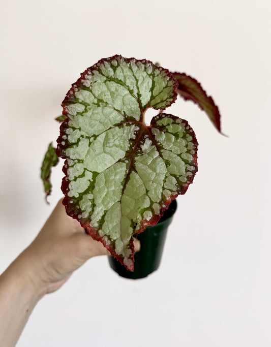 Begonia Vampire Slayer Rare Flowering Plant - 3" Pot - optional decorative pot