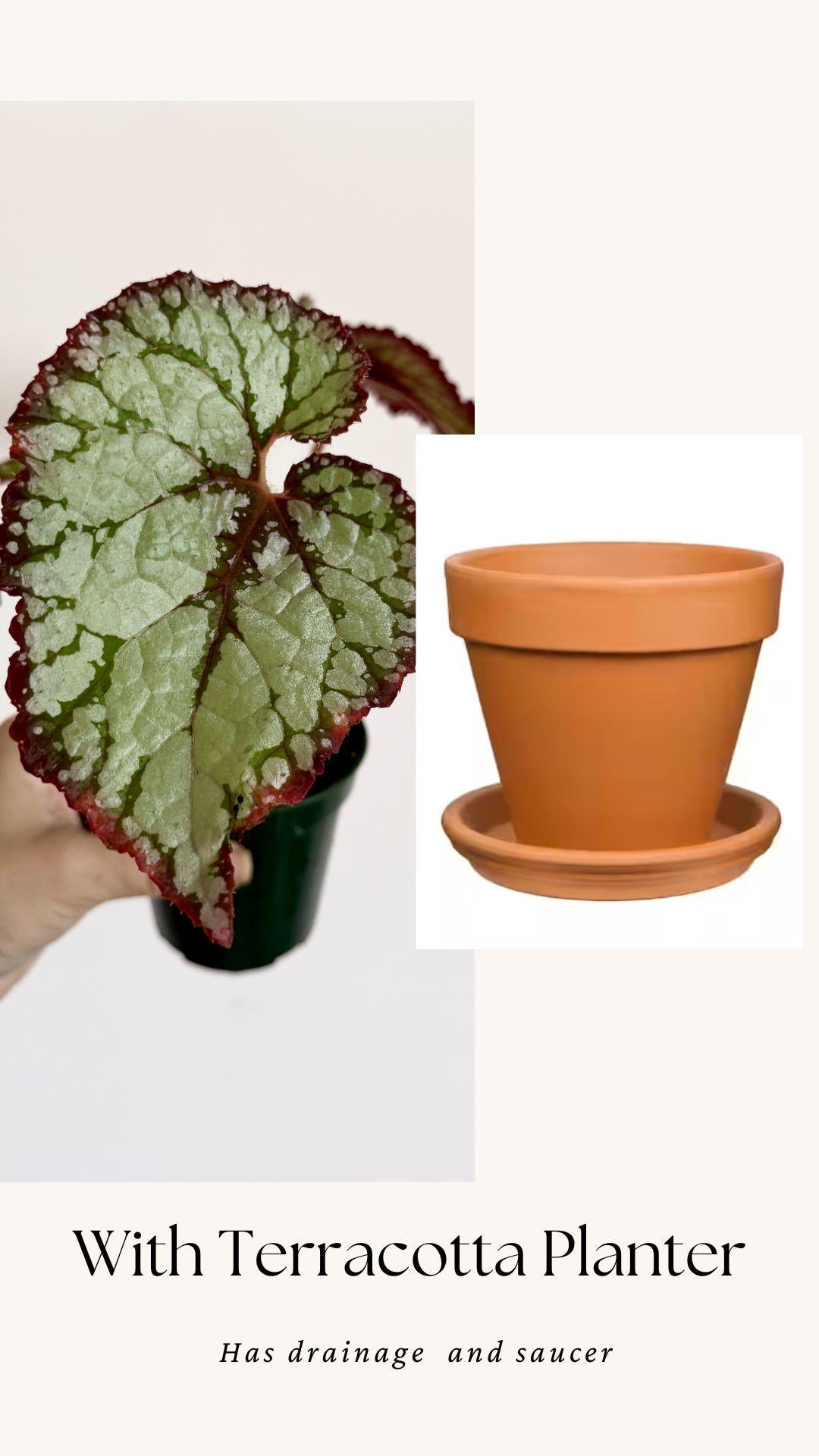 Begonia Vampire Slayer Rare Flowering Plant - 3" Pot - optional decorative pot