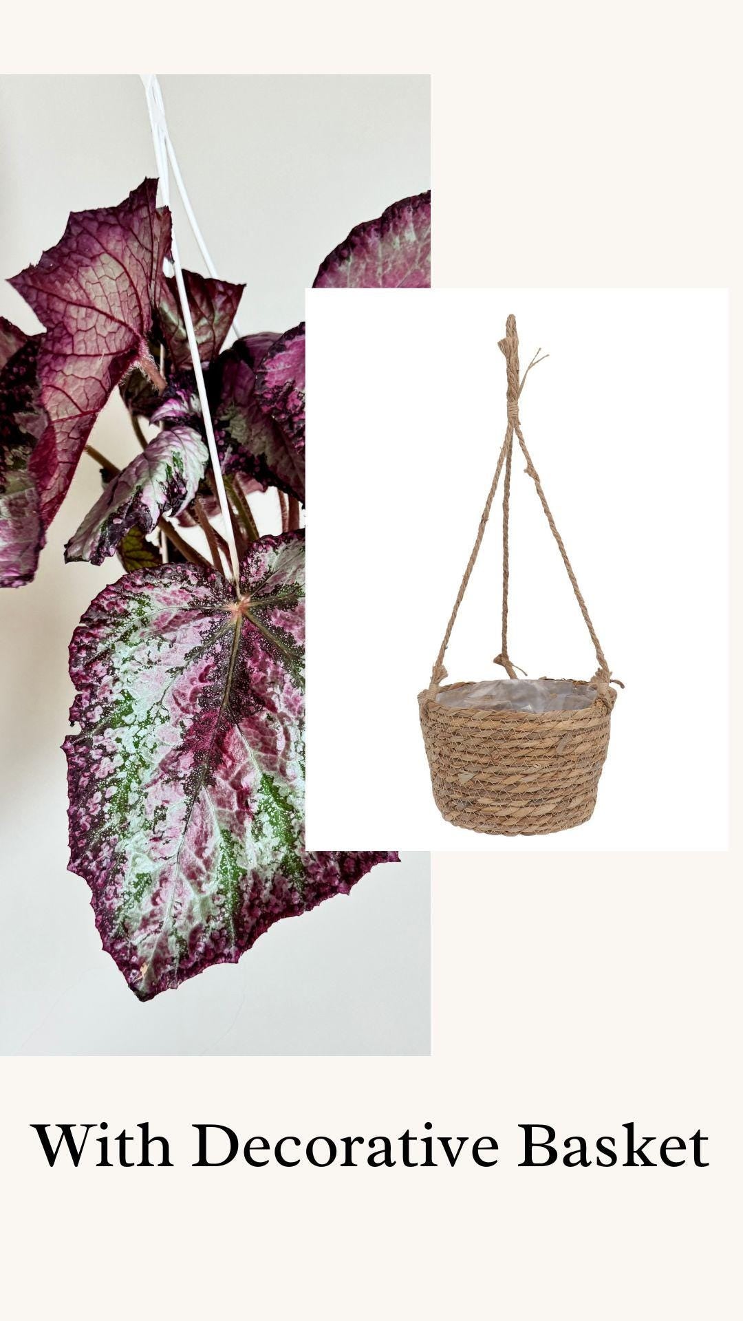 Begonia Celestrial Strawberry Rex Begonia | 6 inch Hanging Basket | optional decorative hanger