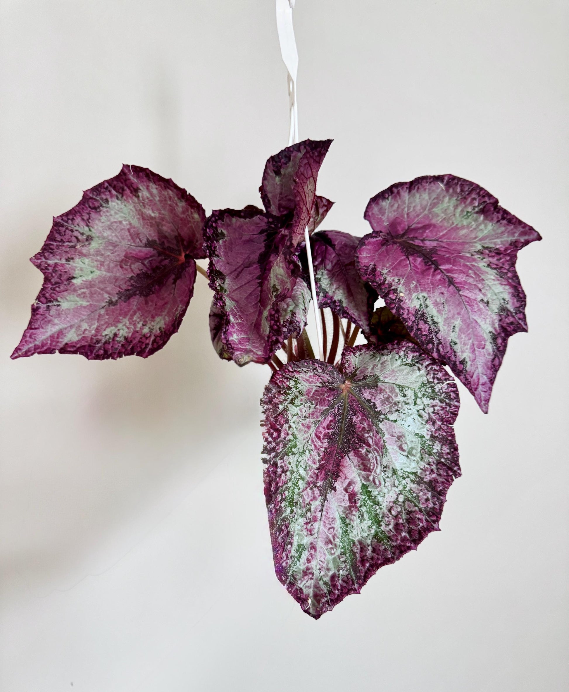 Begonia Celestrial Strawberry Rex Begonia | 6 inch Hanging Basket | optional decorative hanger