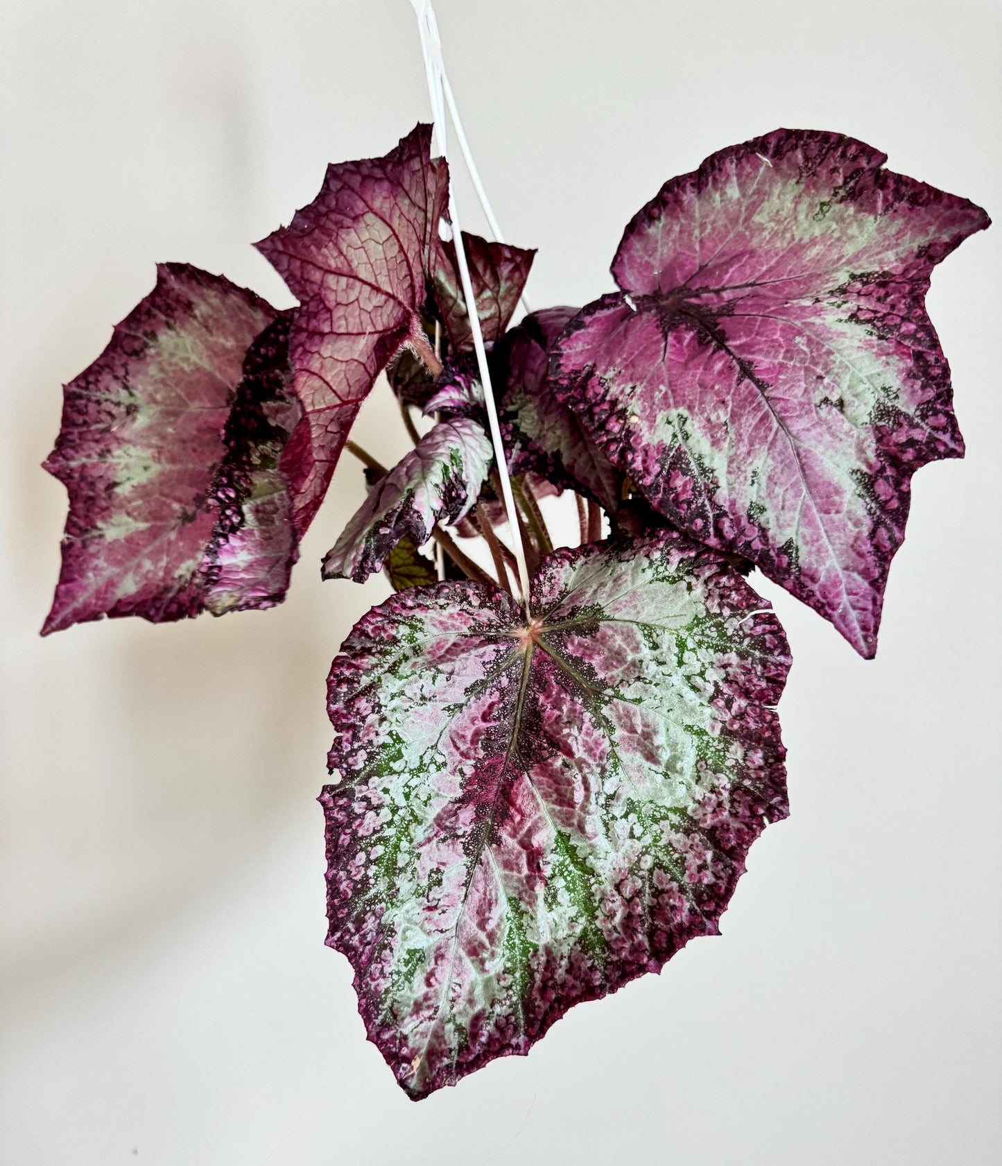 Begonia Celestrial Strawberry Rex Begonia | 6 inch Hanging Basket | optional decorative hanger