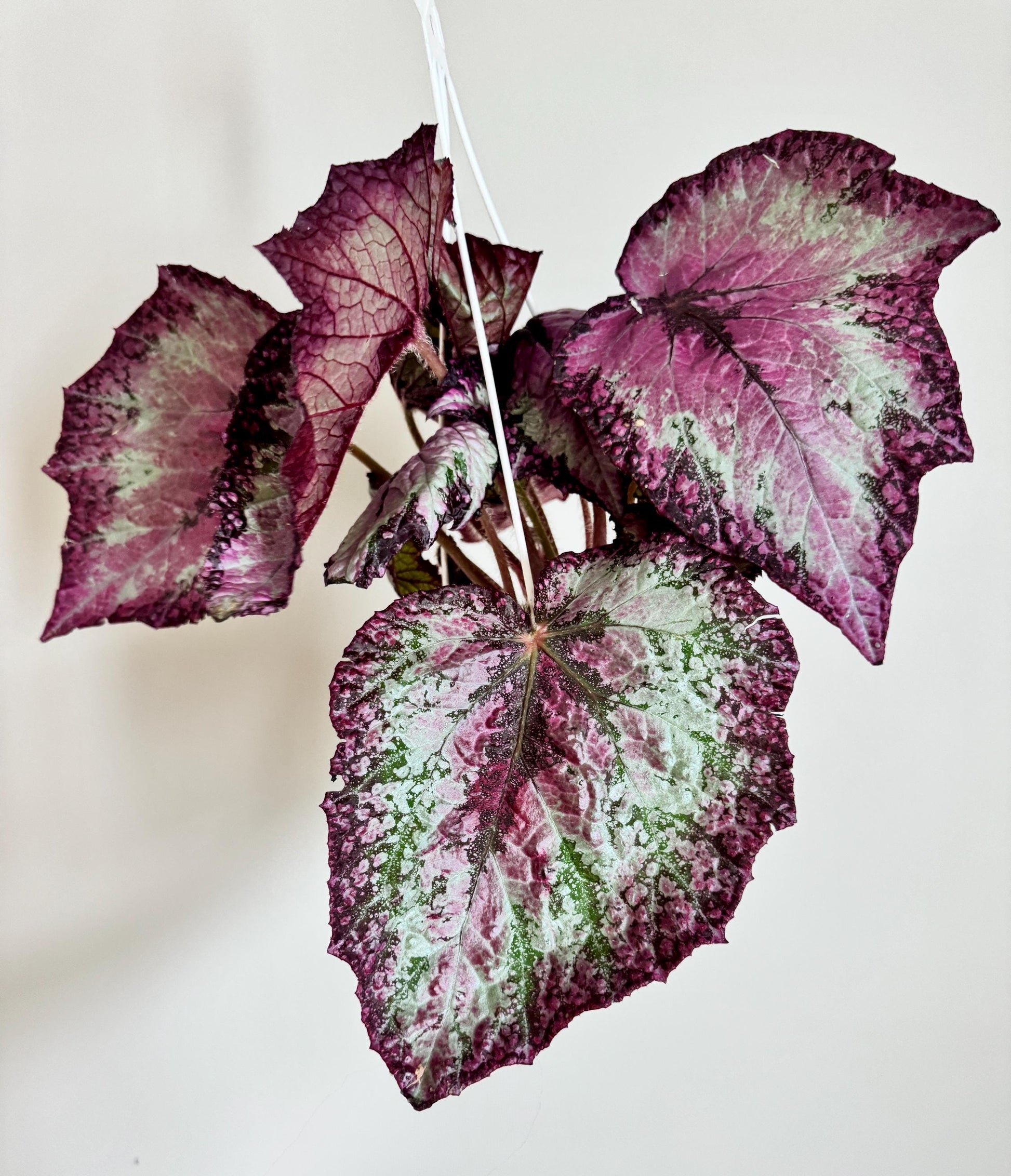 Begonia Celestrial Strawberry Rex Begonia | 6 inch Hanging Basket | optional decorative hanger