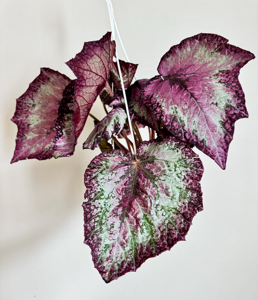 Begonia Celestrial Strawberry Rex Begonia | 6 inch Hanging Basket | optional decorative hanger