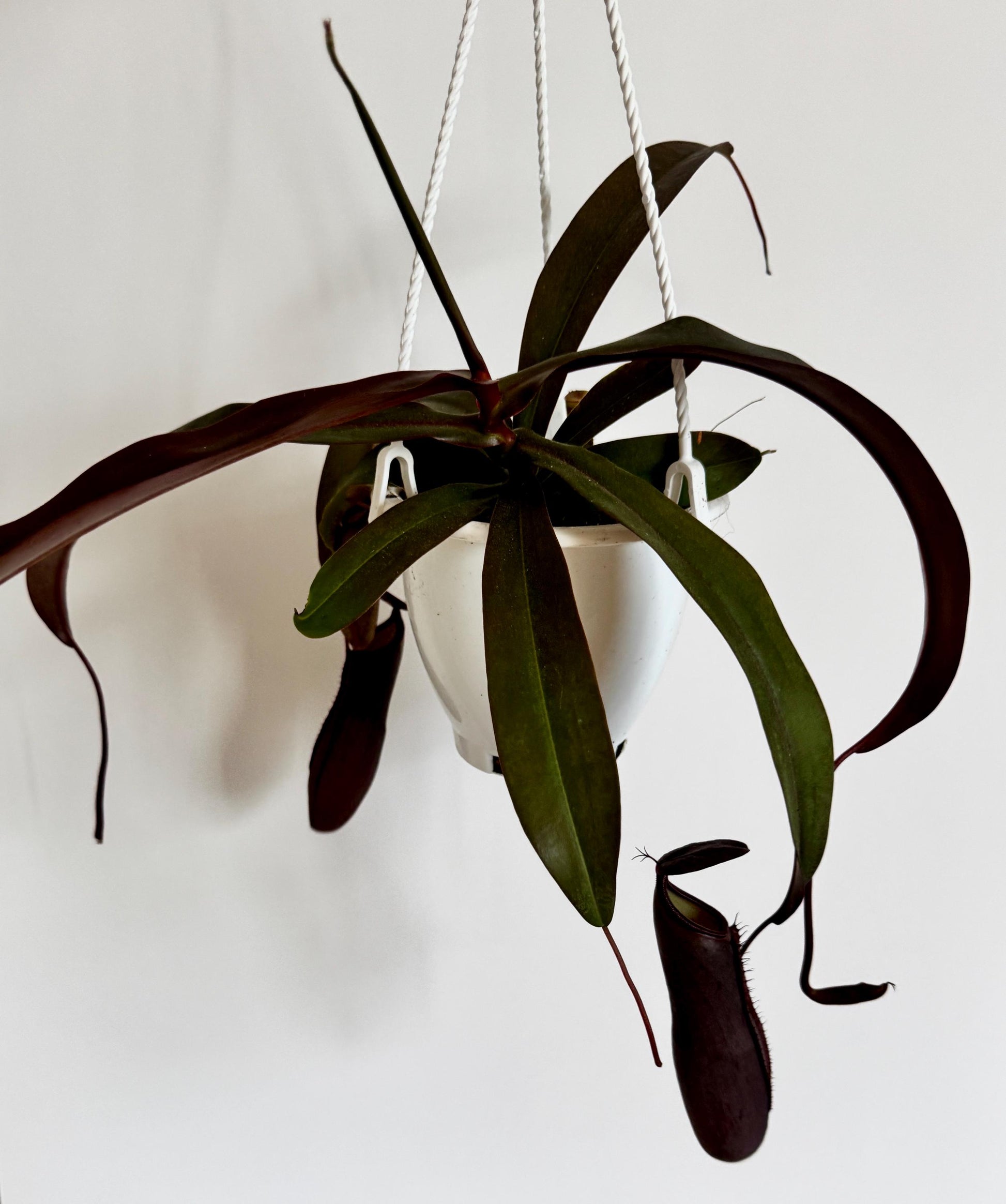 Nepenthes Rebecca Soper Hybrid Pitcher Hanging Plant - 4.5 Hanging Basket - Live Plant