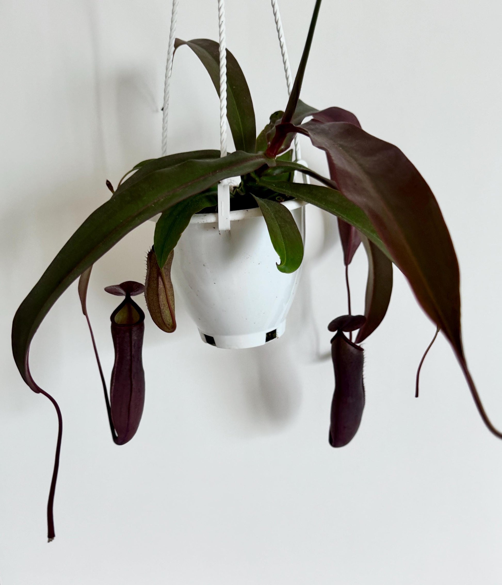 Nepenthes Rebecca Soper Hybrid Pitcher Hanging Plant - 4.5 Hanging Basket - Live Plant