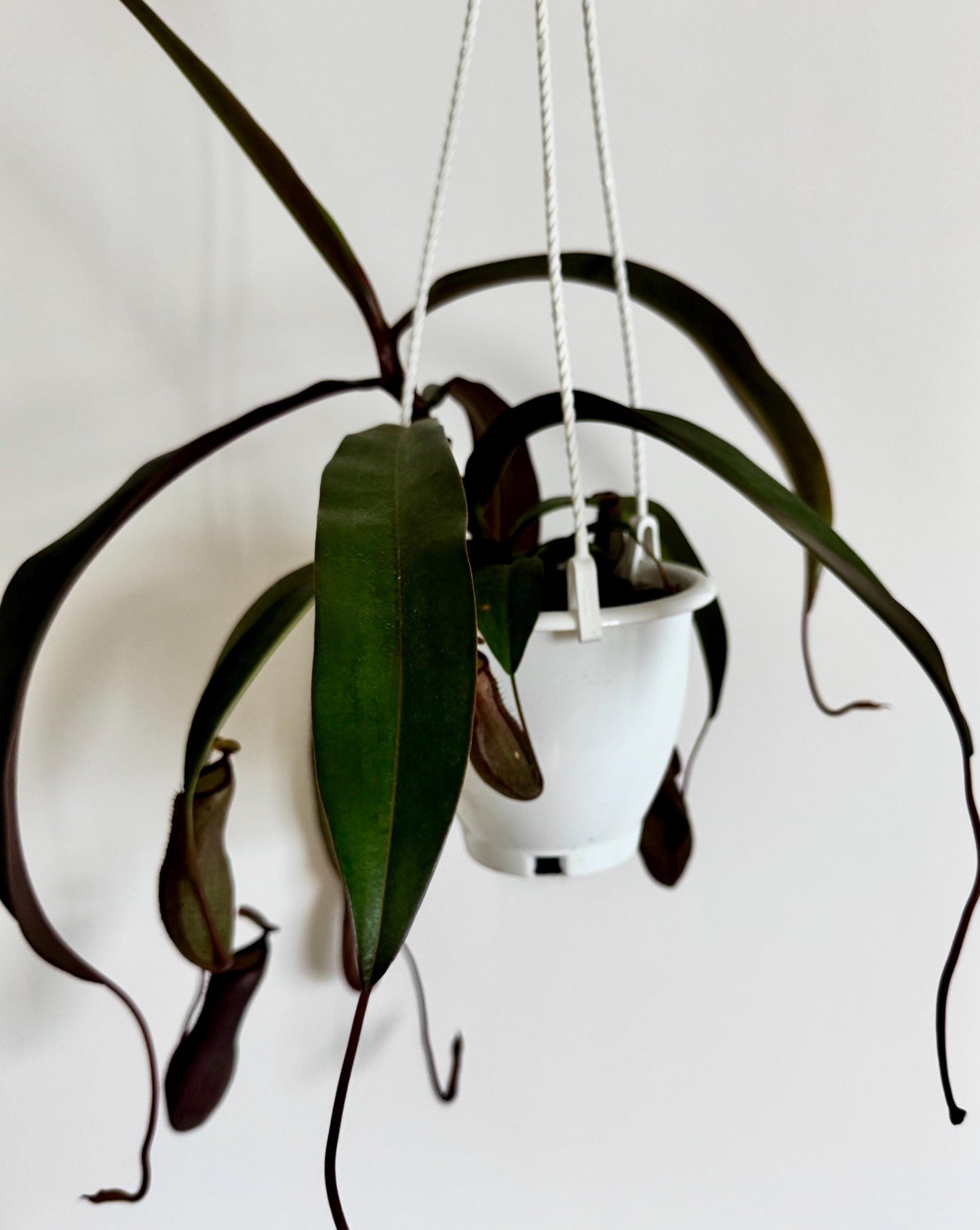 Nepenthes Rebecca Soper Hybrid Pitcher Hanging Plant - 4.5 Hanging Basket - Live Plant