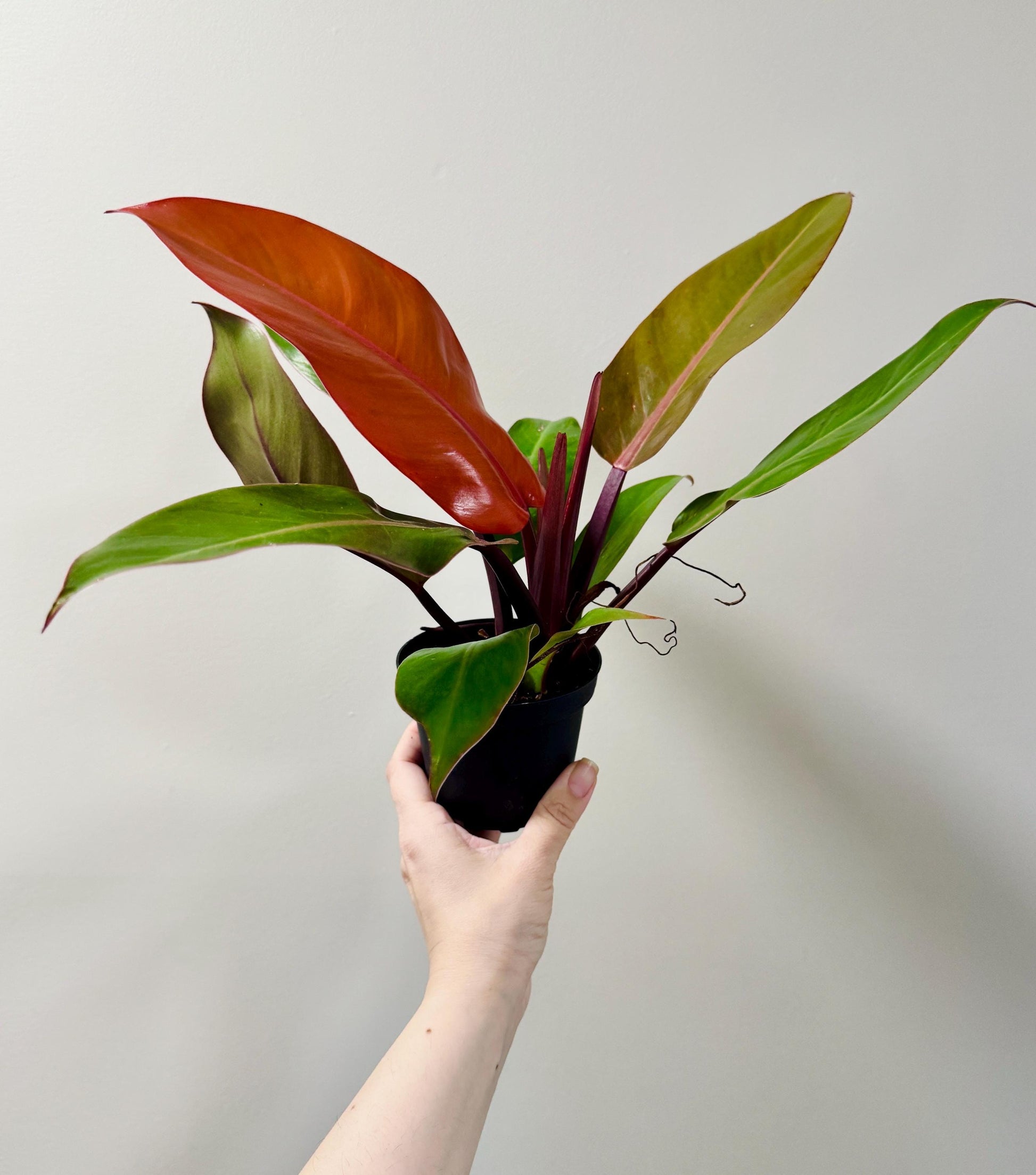 Philodendron Gloriosum Plant - 4" Pot - Live Plant - optional deocrative pot