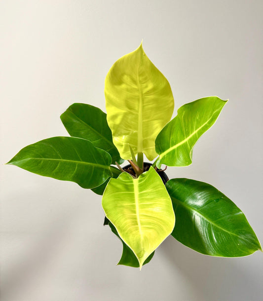 Philodendron Moonlight Plant - 6 inch Pot - optional deocrative pot