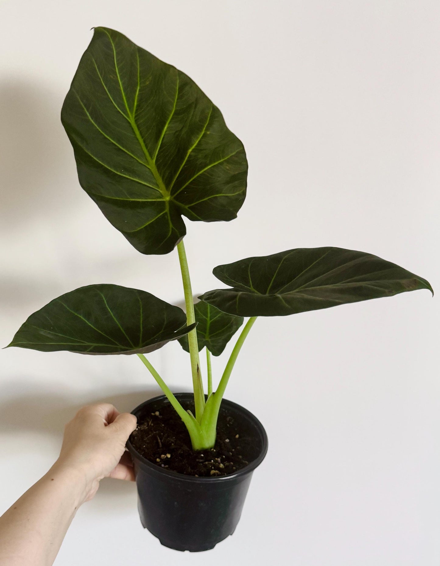 Alocasia Regal Shield Plant - 6 inch Pot - optional deocrative pot
